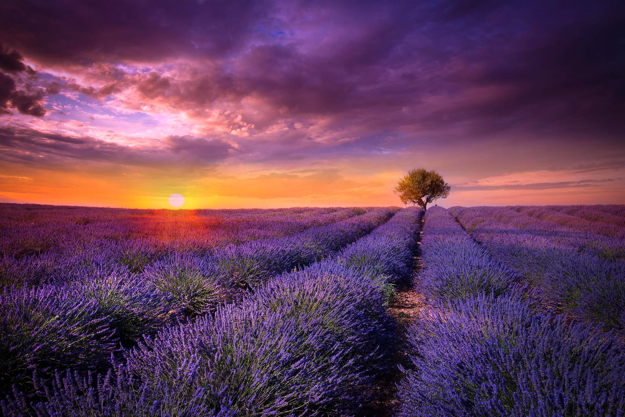 orange sun, lavender fields, purple orange sunset sky, Full HD Desktop Wallpaper