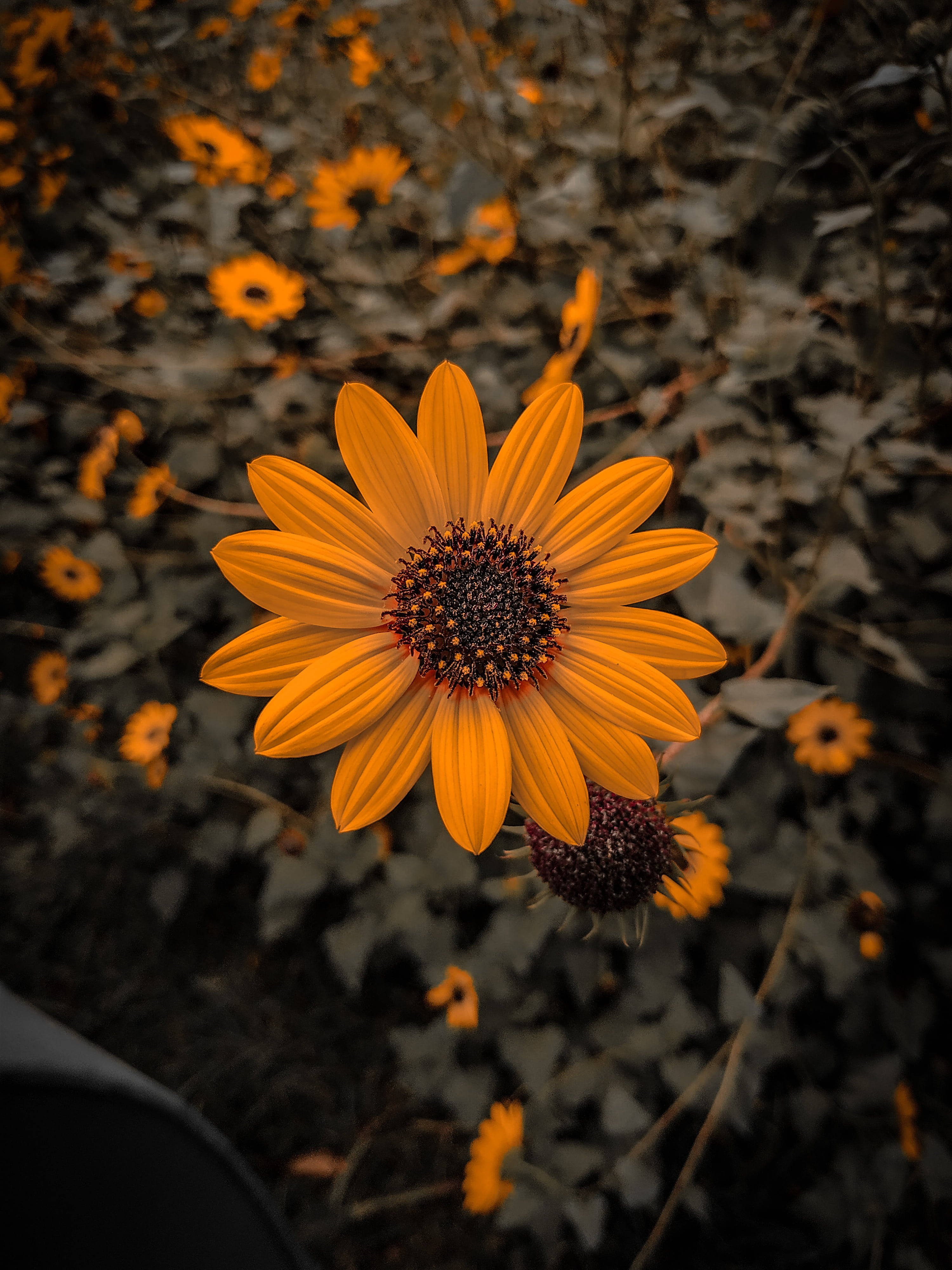 Garden Sunflower, orange sunflower, field of similar flowers, 4K Phone Wallpaper