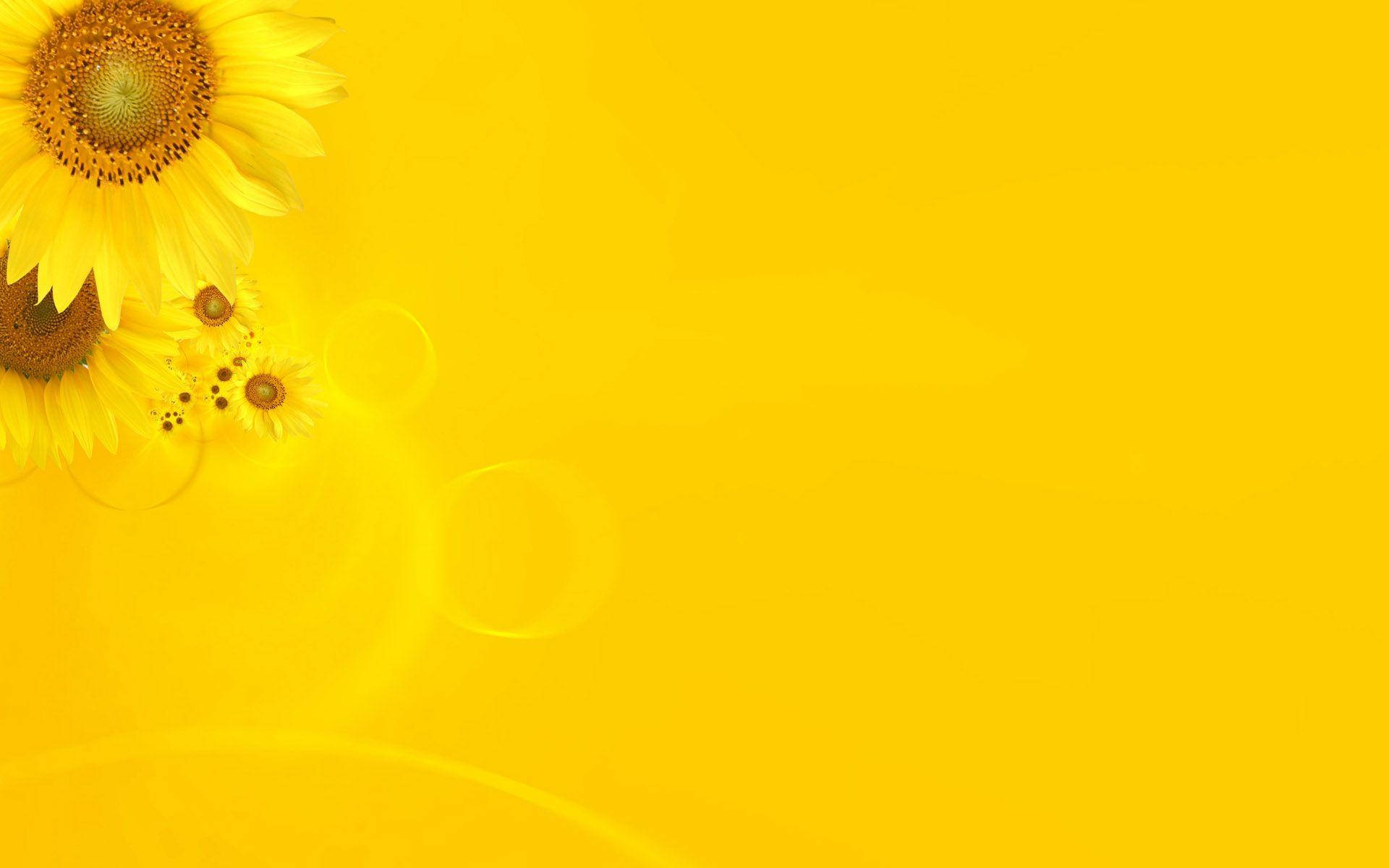 sunflowers, yellow gradient background, lens flare effects, Full HD Desktop Wallpaper