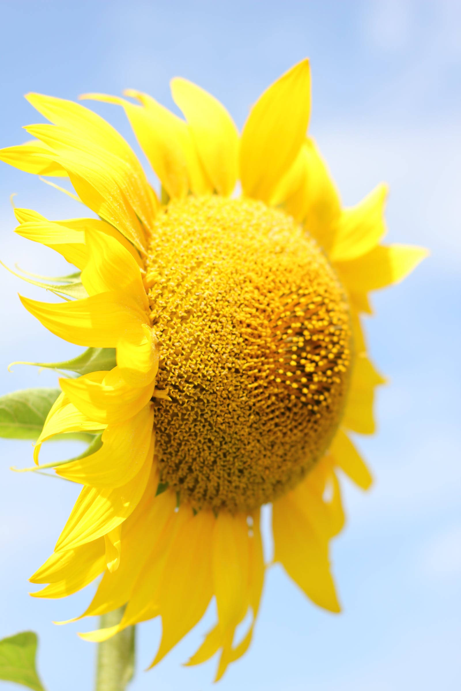Sunflower Flower Android, vibrant sunflower, bright yellow petals, Full HD Phone Wallpaper