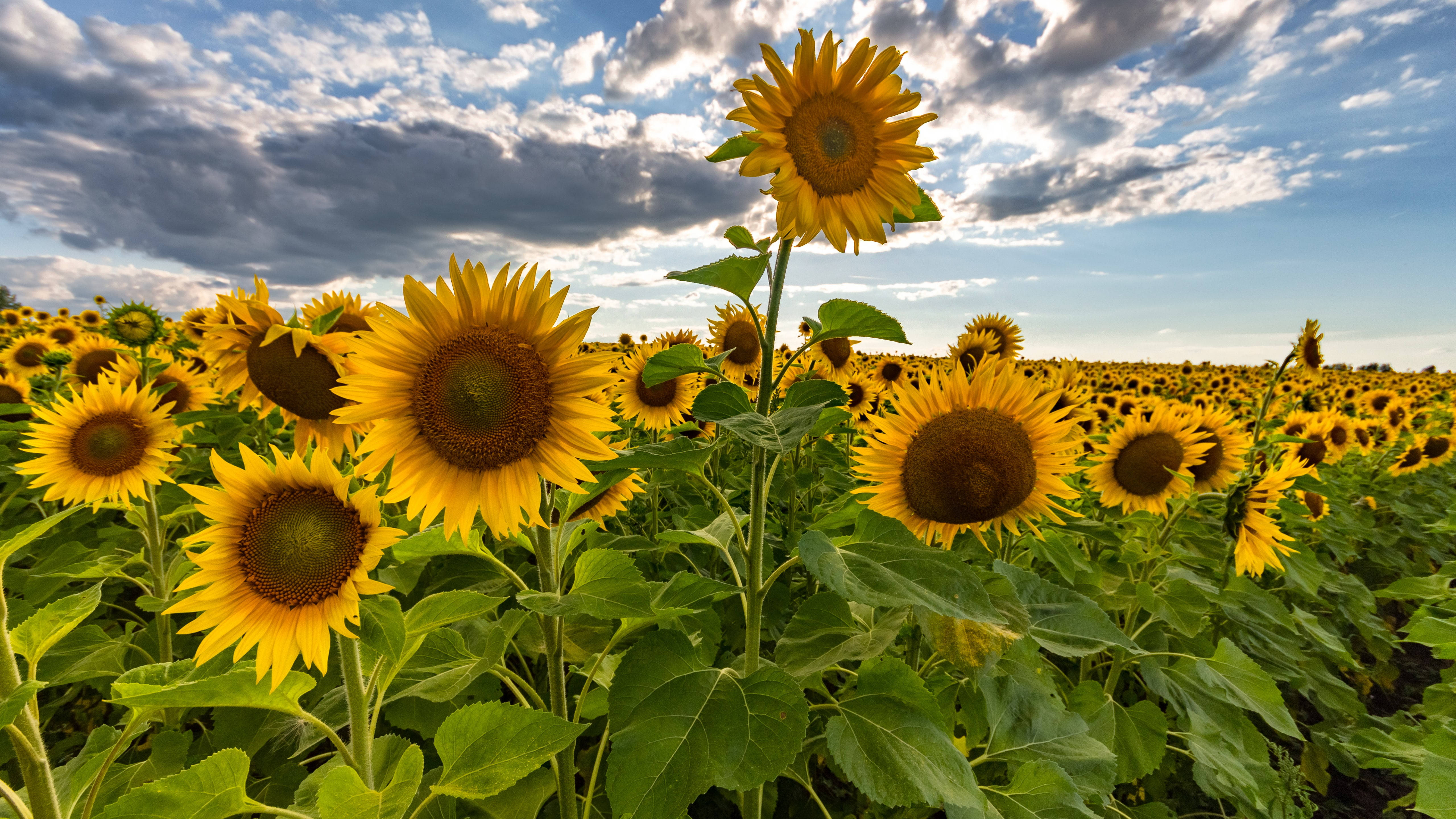 4K UHD, sunflower field, dramatic sky, 5K Desktop Wallpaper