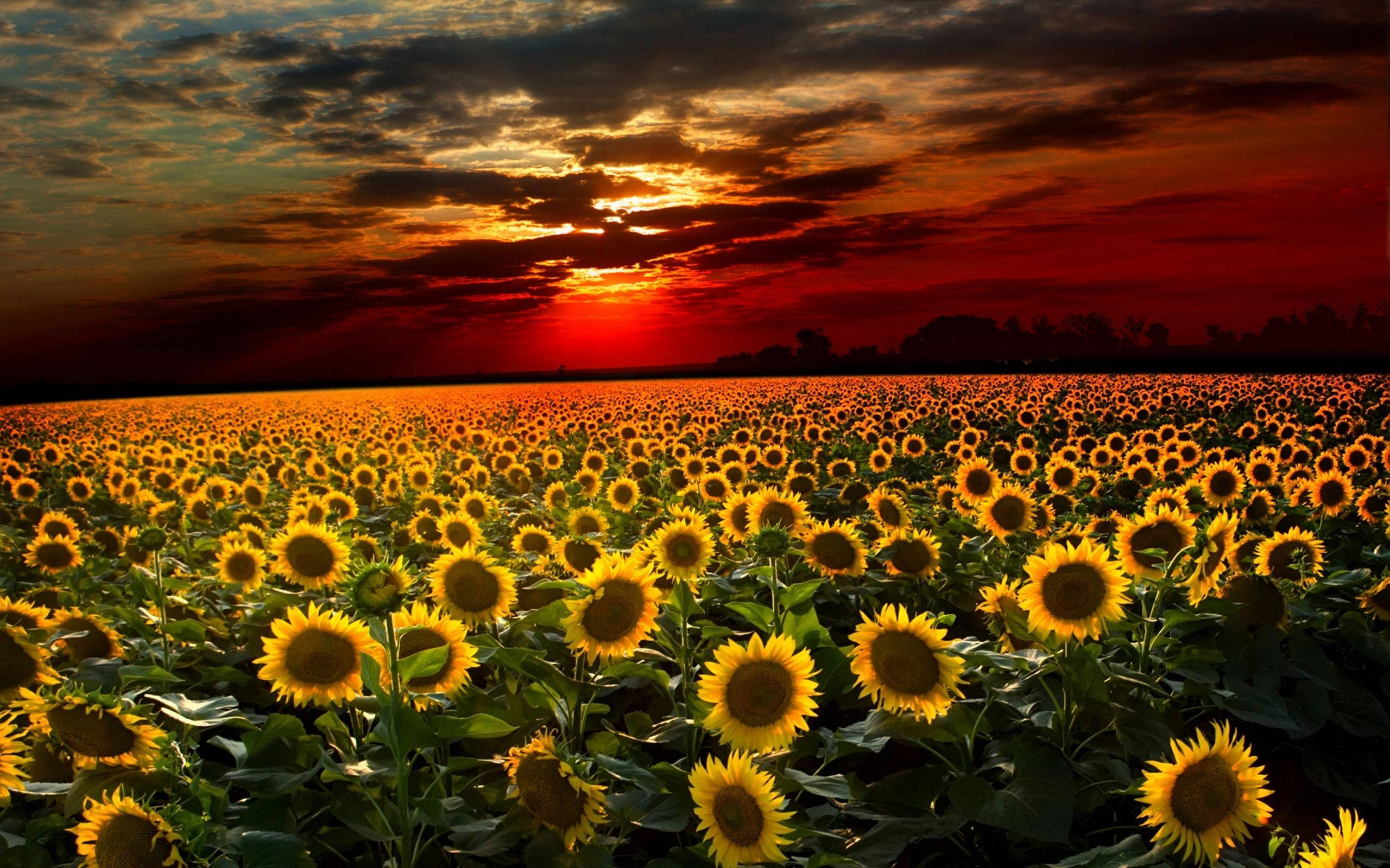 Sunflower Field, fiery sunset, dramatic clouds, 2K Desktop Wallpaper