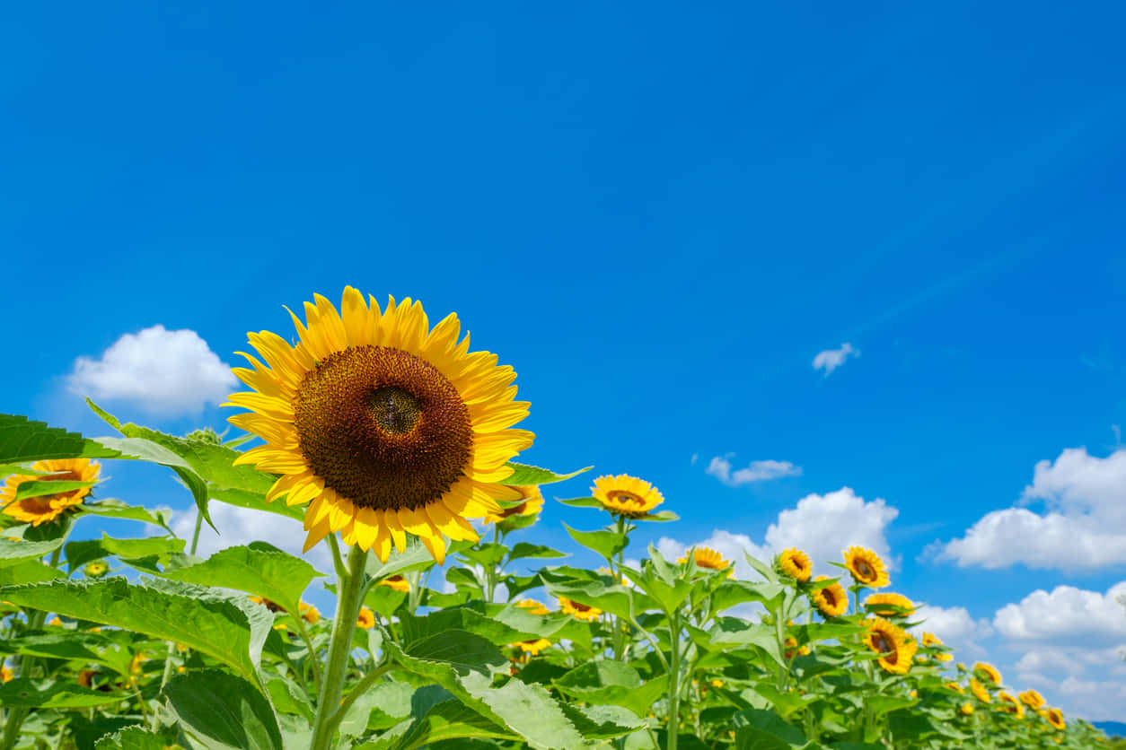 sunflower field, clear blue sky, fluffy white clouds, SD Desktop Wallpaper