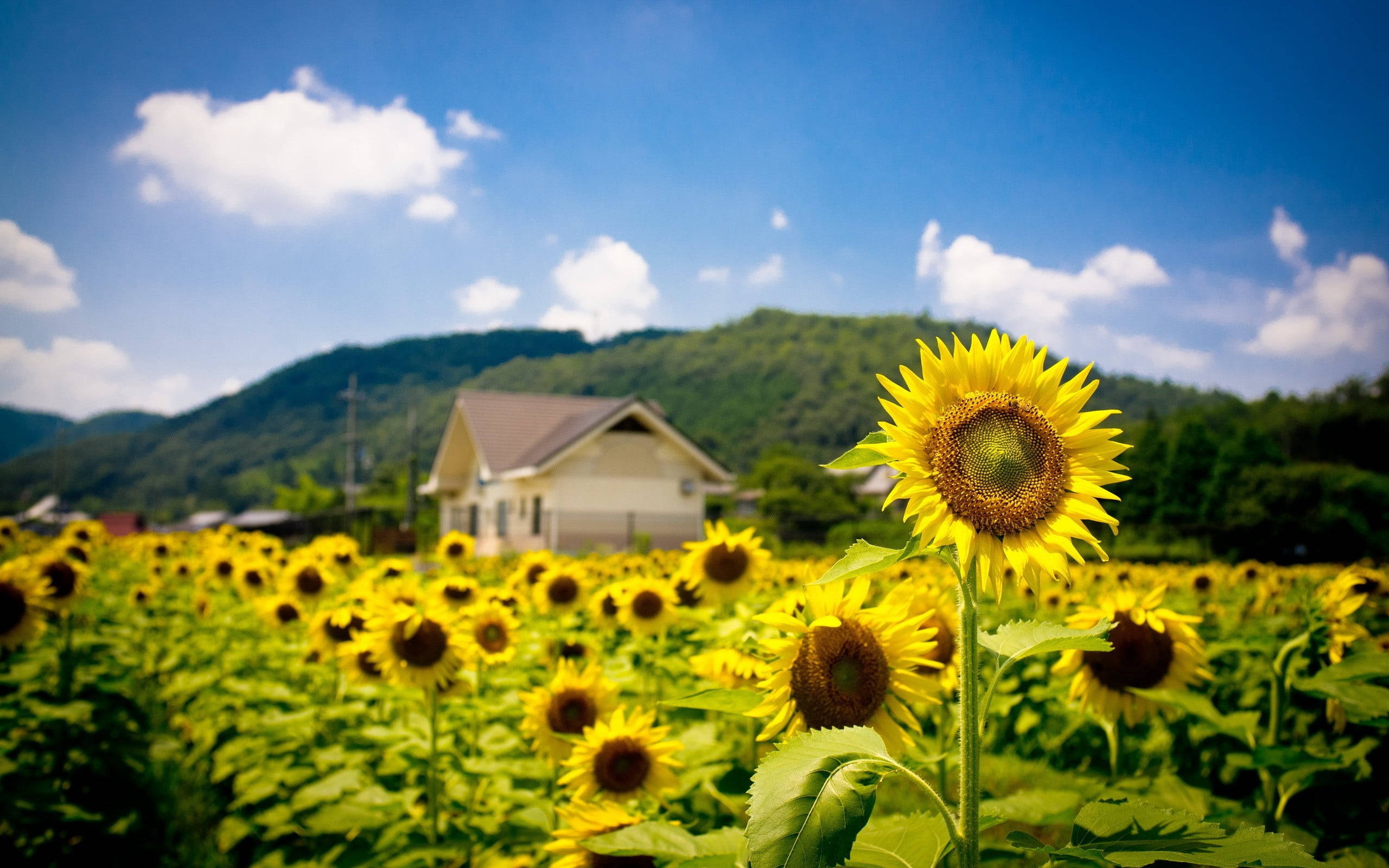 sunflower field, farmhouse, bright blue sky, 2K Desktop Wallpaper