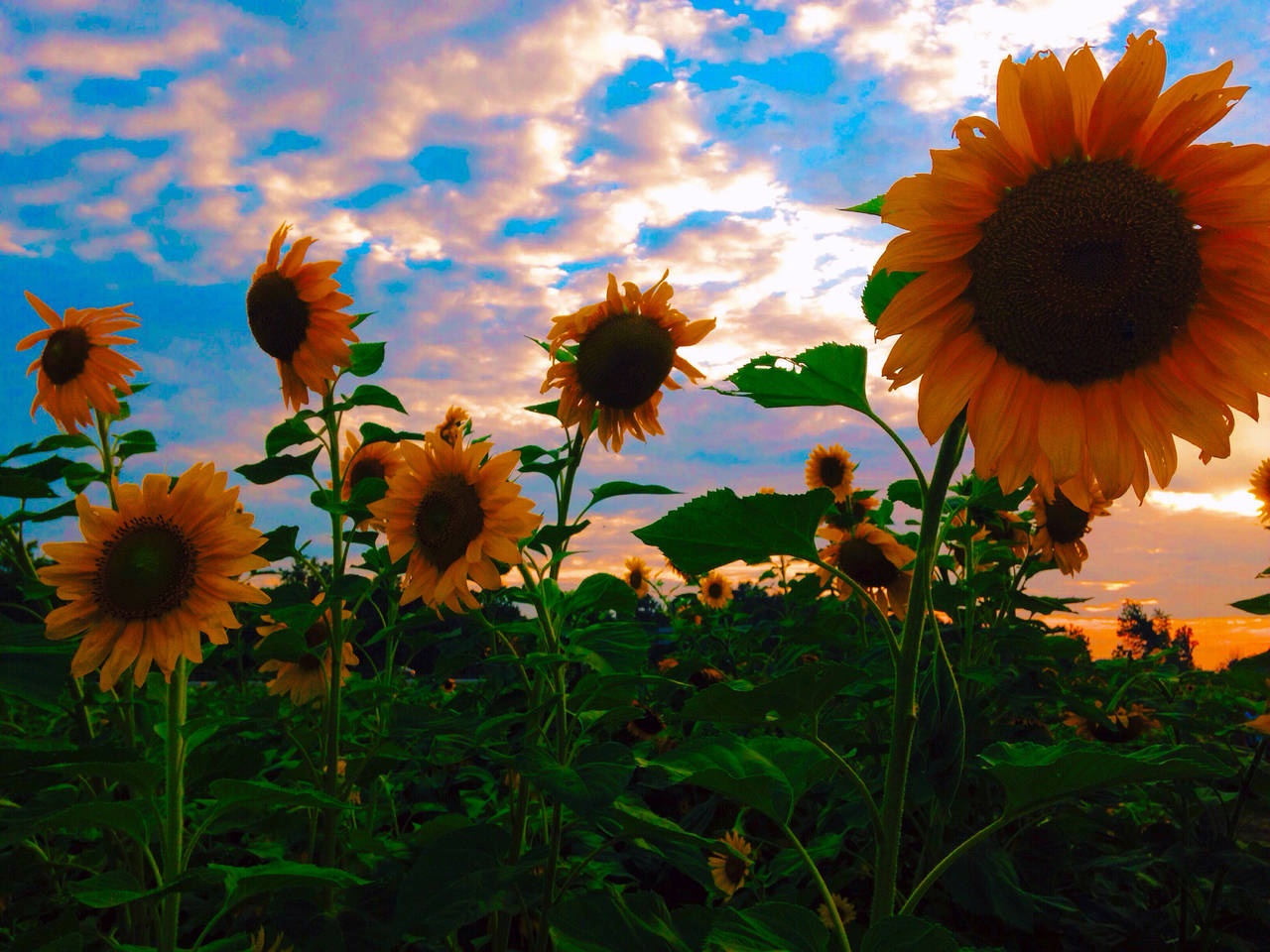 Sunflower Field, twilight sky, golden field, HD Desktop Wallpaper