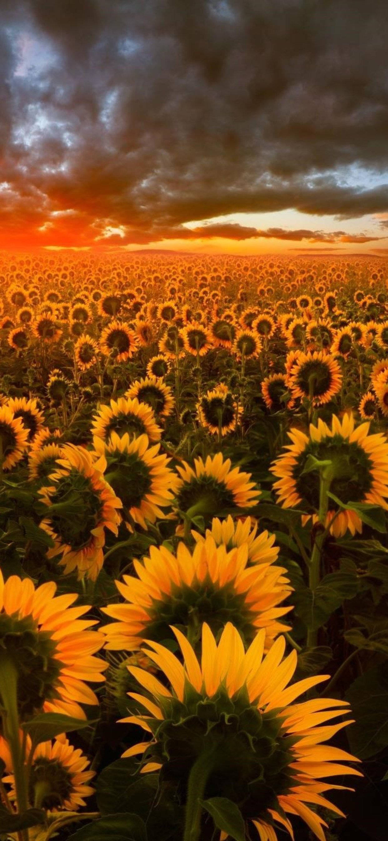 Sunflower Field, dark sunset, fiery orange clouds, 2K Phone Wallpaper