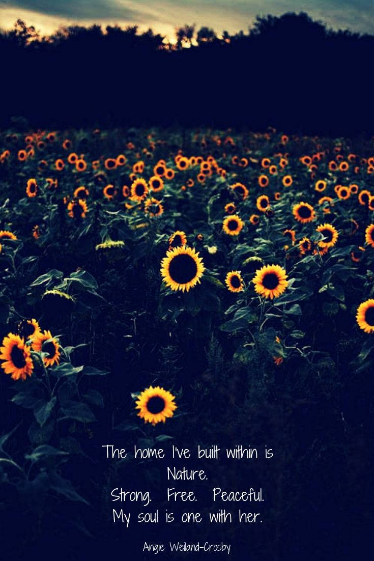Sunflower Field, twilight sky, dark silhouetted trees, SD Phone Wallpaper