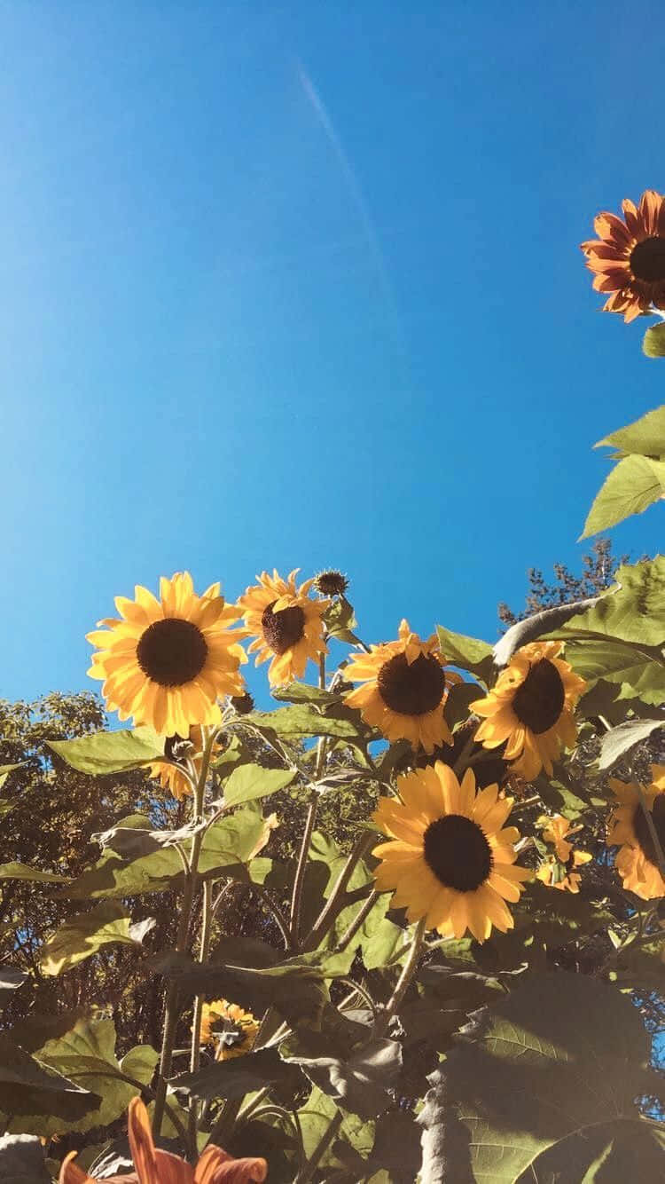 sunflower yellow, tumblr aesthetic, clear blue sky, HD Phone Wallpaper