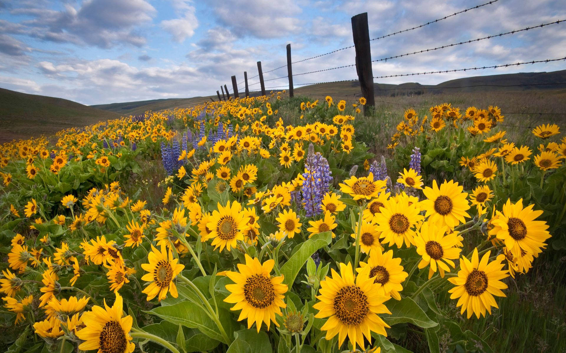sunflower field, lavender, yellow sunflowers, Full HD Desktop Wallpaper
