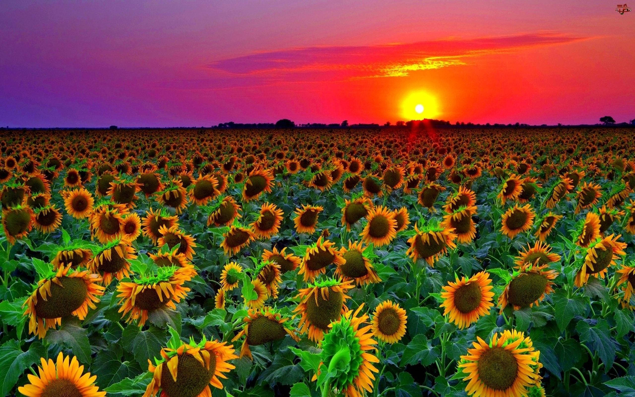 Sunflower Field, purple sky, fiery sunset, 2K Desktop Wallpaper
