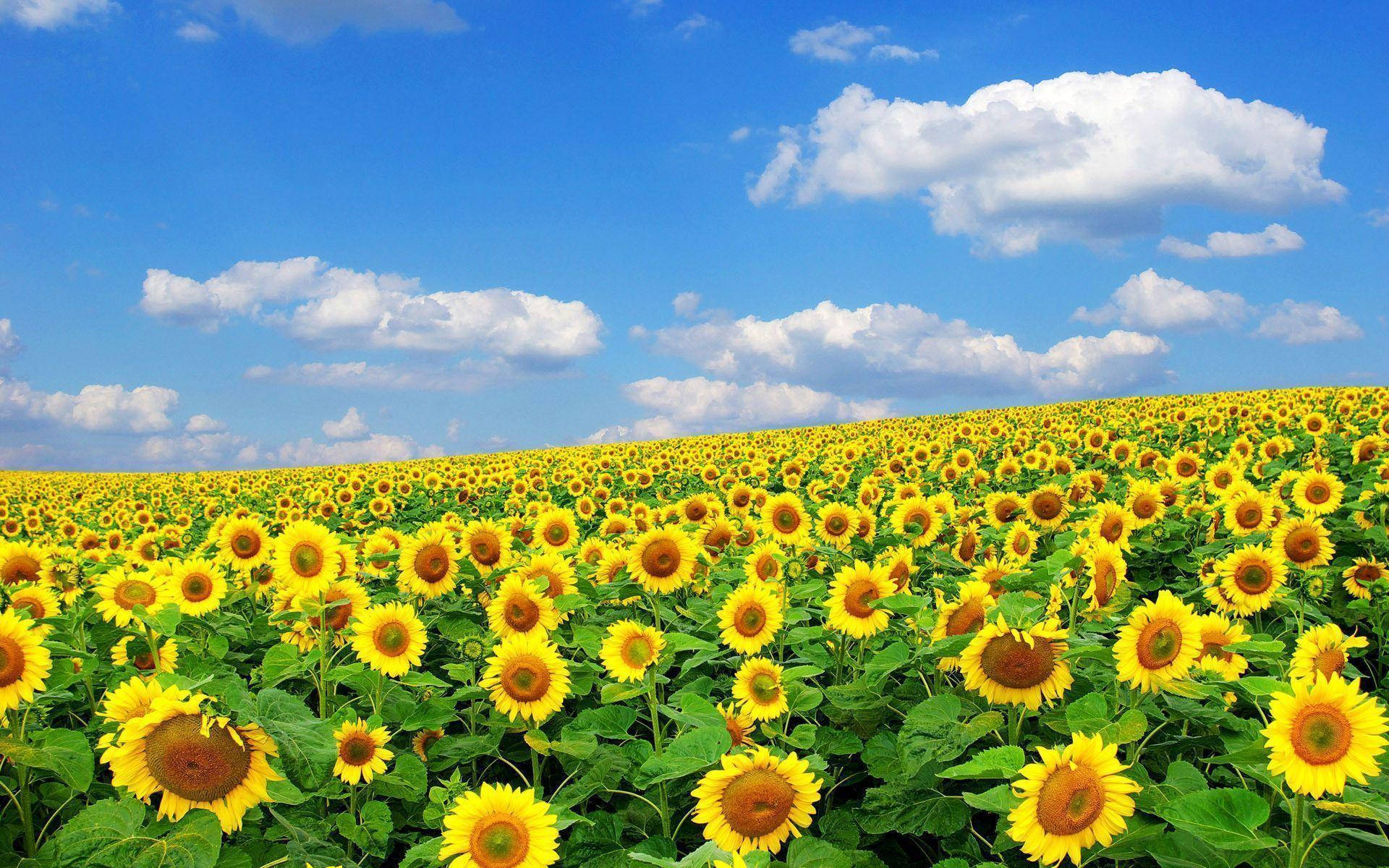 Summer Sunflower Field, bright yellow sunflowers, clear blue sky, Full HD Desktop Wallpaper
