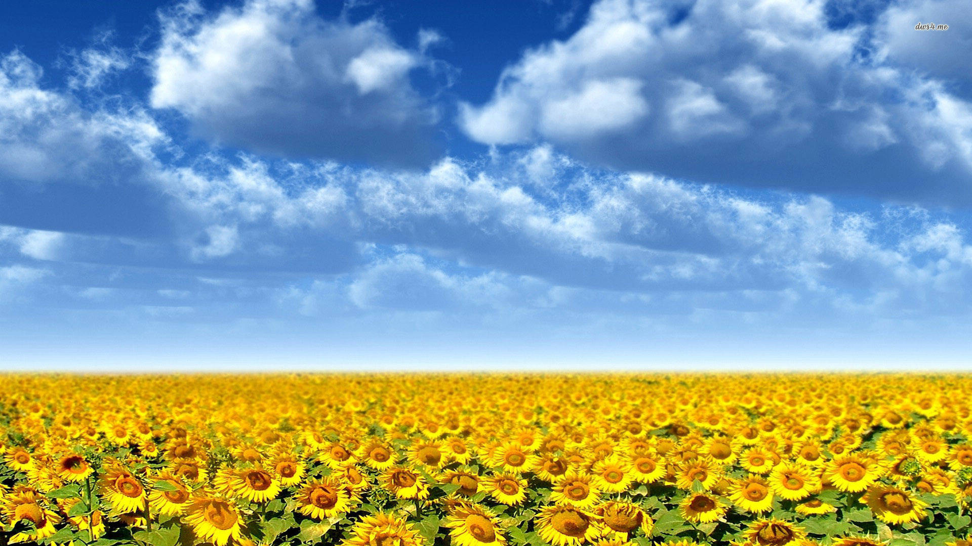 Sunflower Field, altocumulus, bright yellow, Full HD Desktop Wallpaper