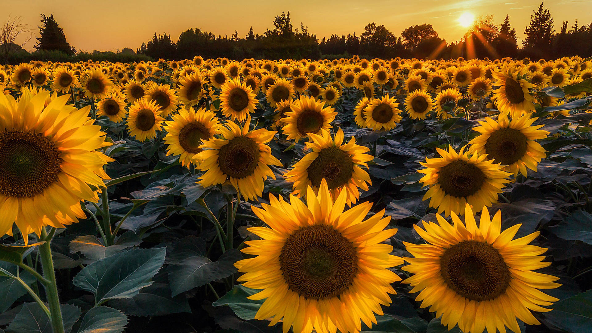 Forest Sunflower Field, golden field of sunflowers, glowing sunset, Full HD Desktop Wallpaper