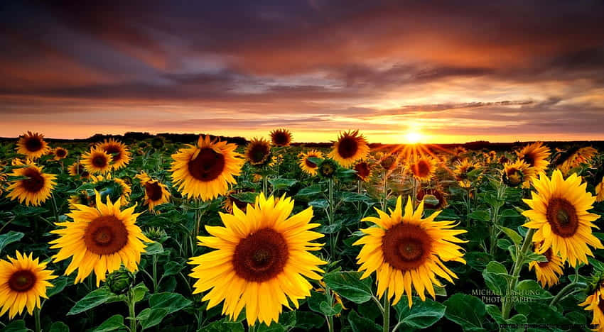 Sunflower Field, Sunset, Sunflower Yellow, SD Desktop Wallpaper