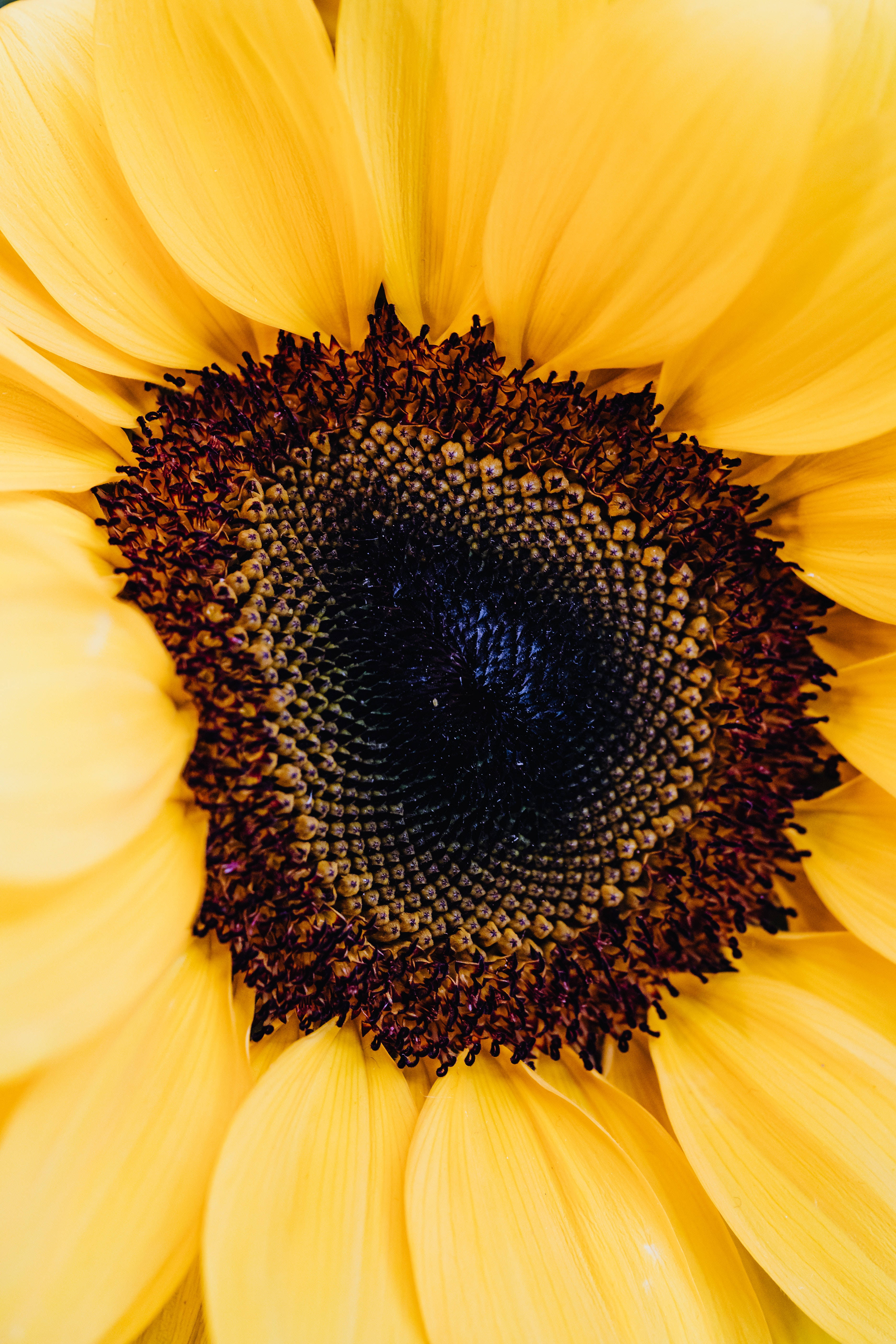 sunflower, golden petals, dark textured center, 5K Phone Wallpaper