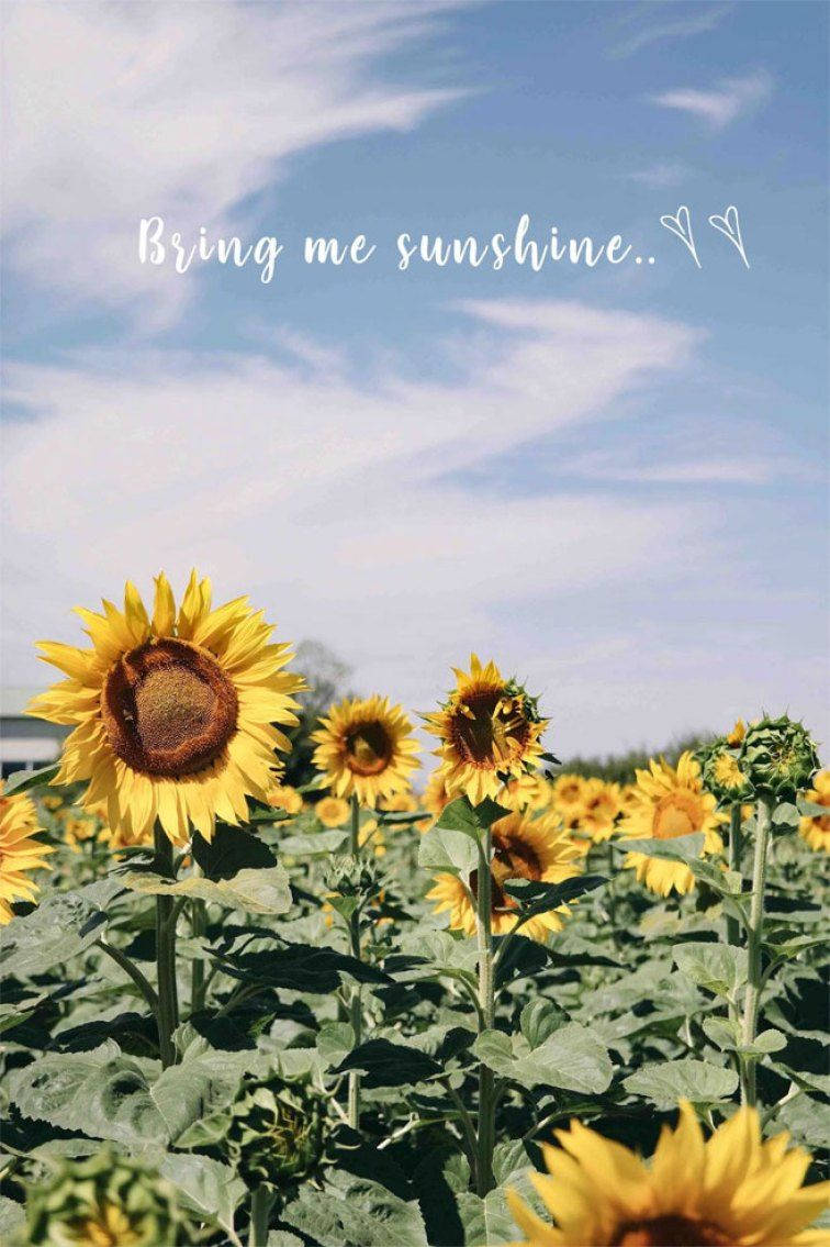 Sunflower Field, sunflowers, bright blue sky, SD Phone Wallpaper
