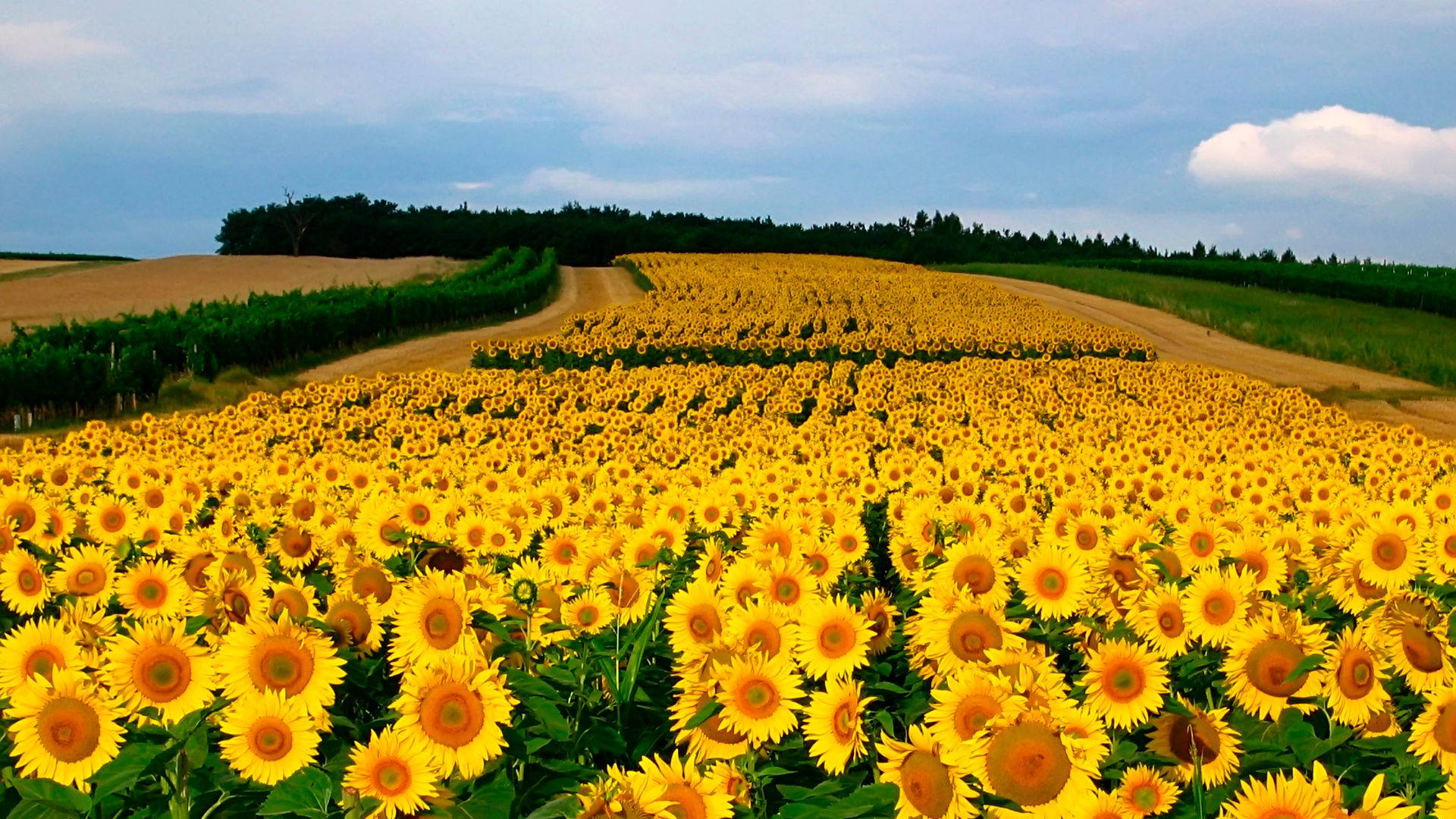 sunflower field, golden sunflower field, soft blue sky, Full HD Desktop Wallpaper