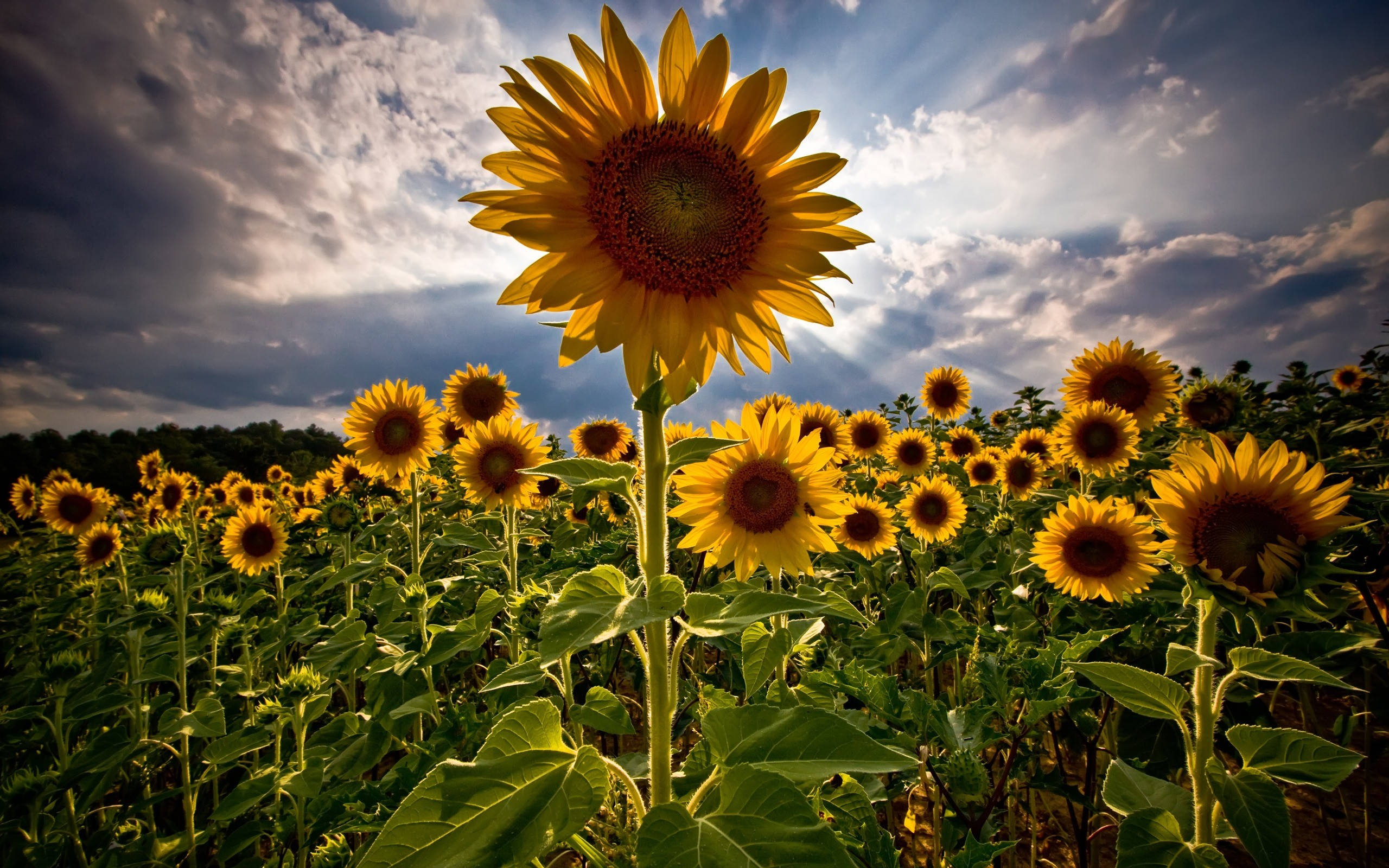 Sunflower Field, halo effect, golden field, 2K Desktop Wallpaper
