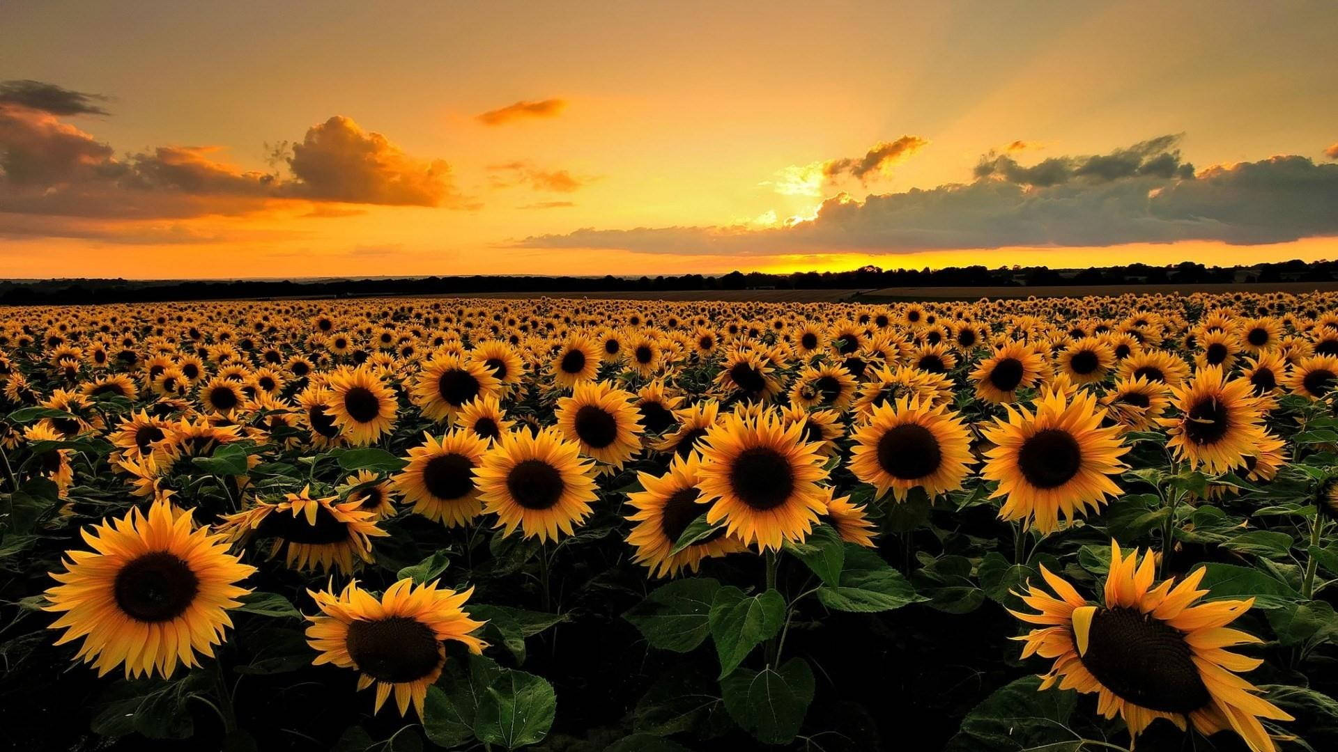 Golden Hour, sunflower field, sunset sky, Full HD Desktop Wallpaper