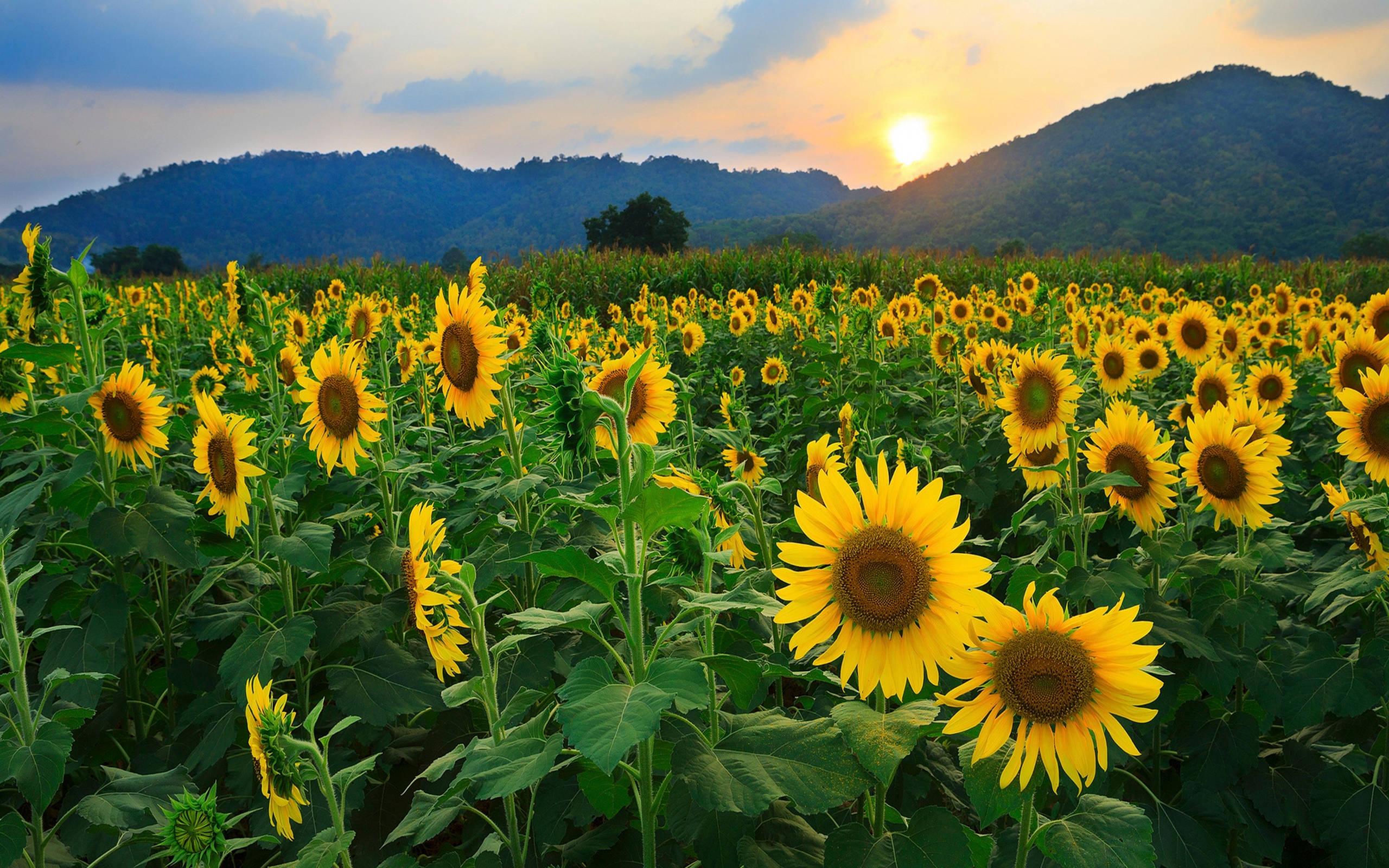 Sunflower Field, sunset, golden sunset, 2K Desktop Wallpaper