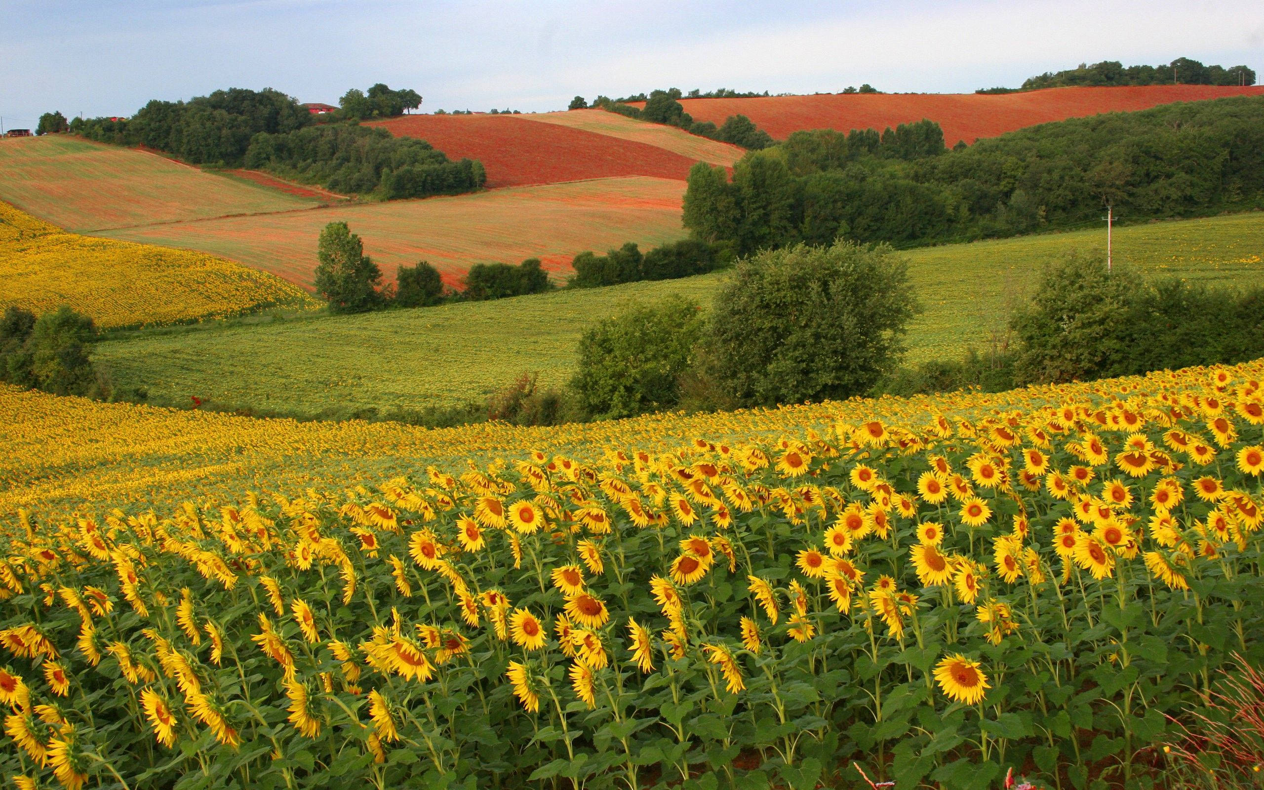 winding yellow sunflower field, rolling hills, terraced red soil, 2K Desktop Wallpaper