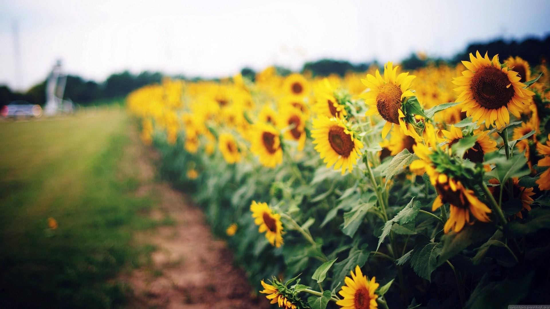 Sunflower Field, dirt path, soft sky, Full HD Desktop Wallpaper