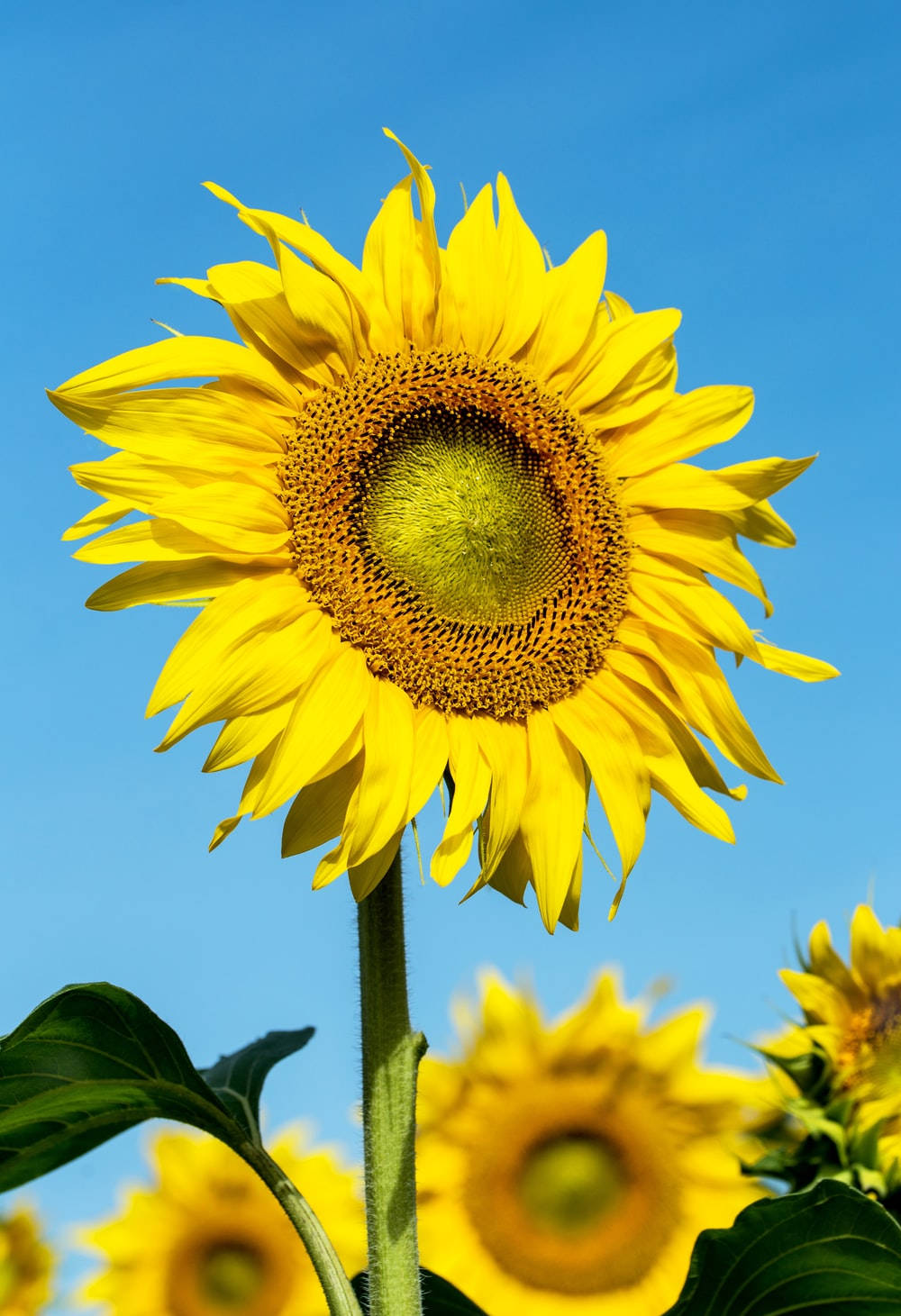 Sunflower Field, single flower, vibrant sunflower, HD Phone Wallpaper