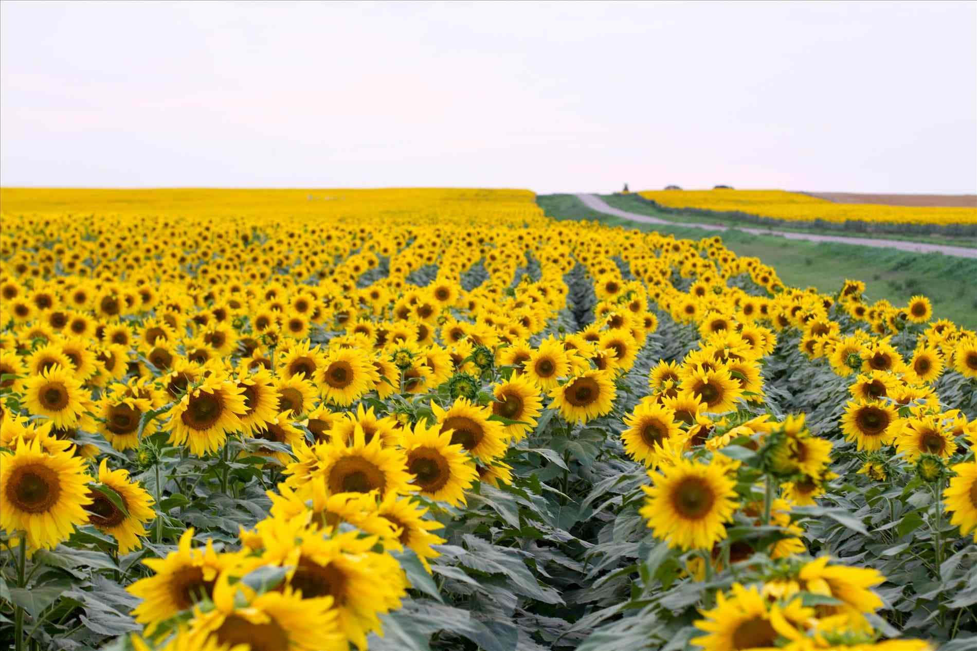 yellow aesthetic desktop, vibrant sunflowers, winding road, HD Desktop Wallpaper