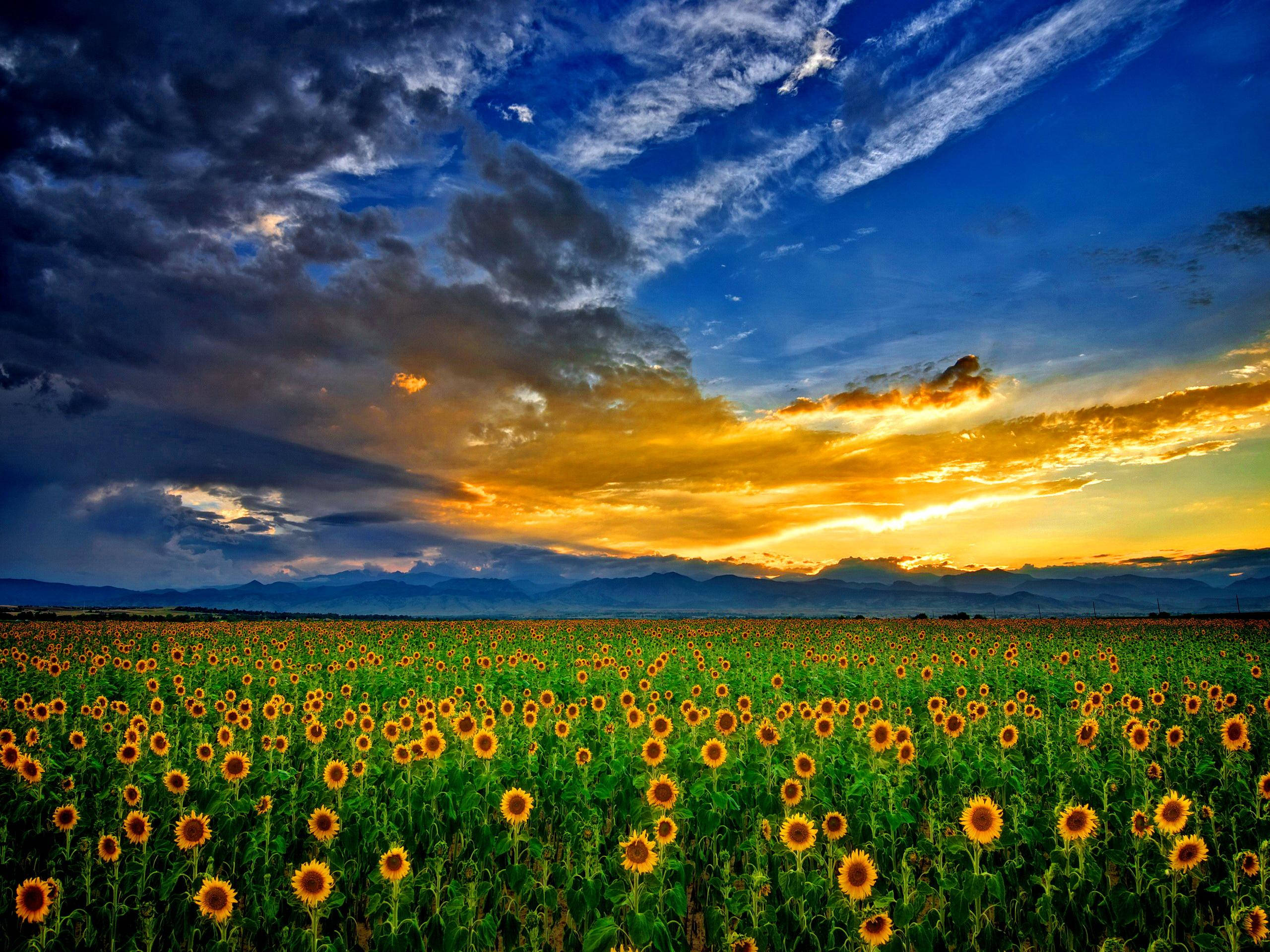 Sunflower Field, sunset sky, golden clouds, 2K Desktop Wallpaper