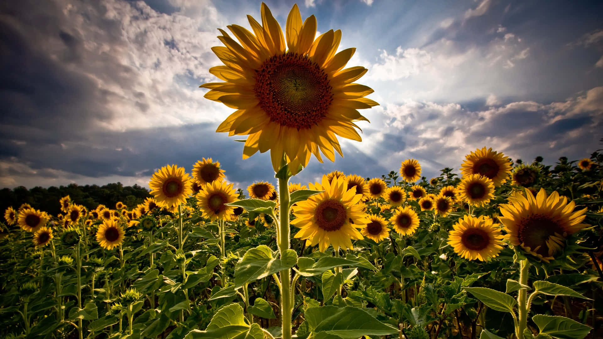 Sunflower Field, golden field, dramatic cloudy sky, Full HD Desktop Wallpaper