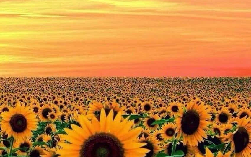 sunflower field, sunflower yellow, tumblr aesthetic, SD Desktop Wallpaper