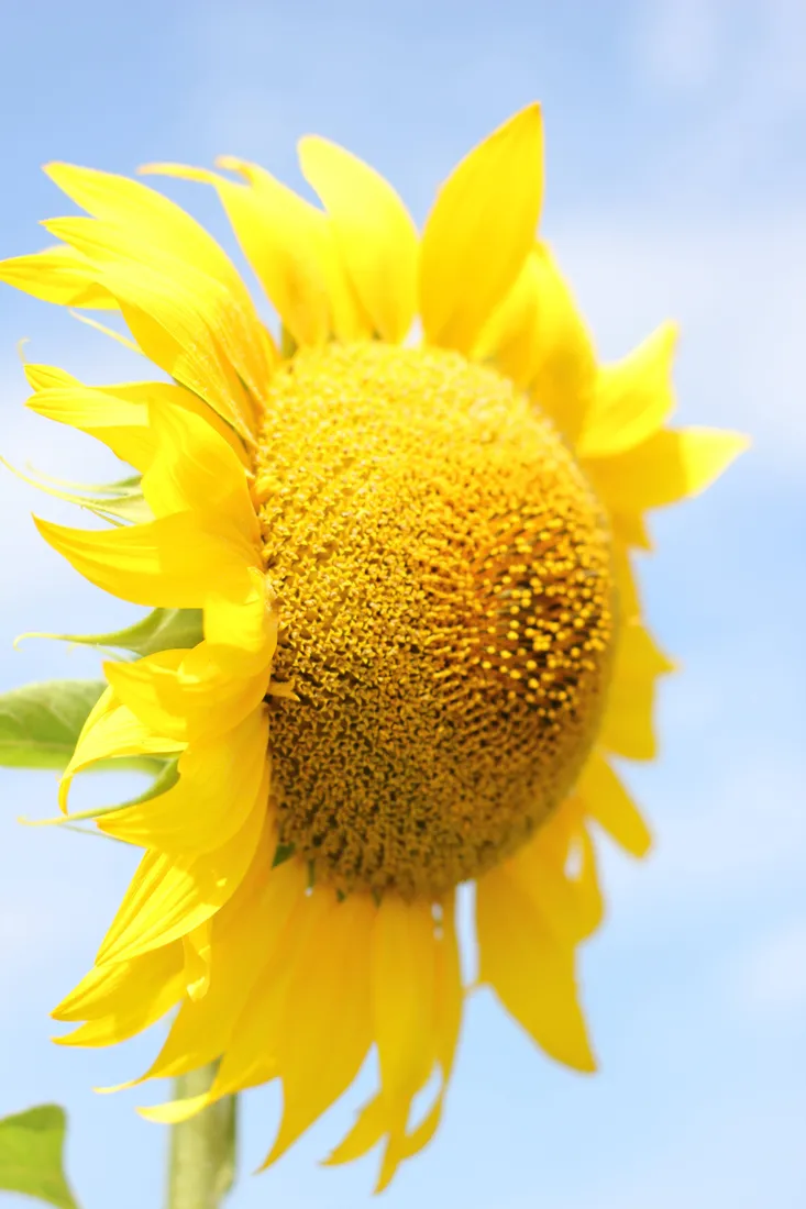 Sunflower iPhone