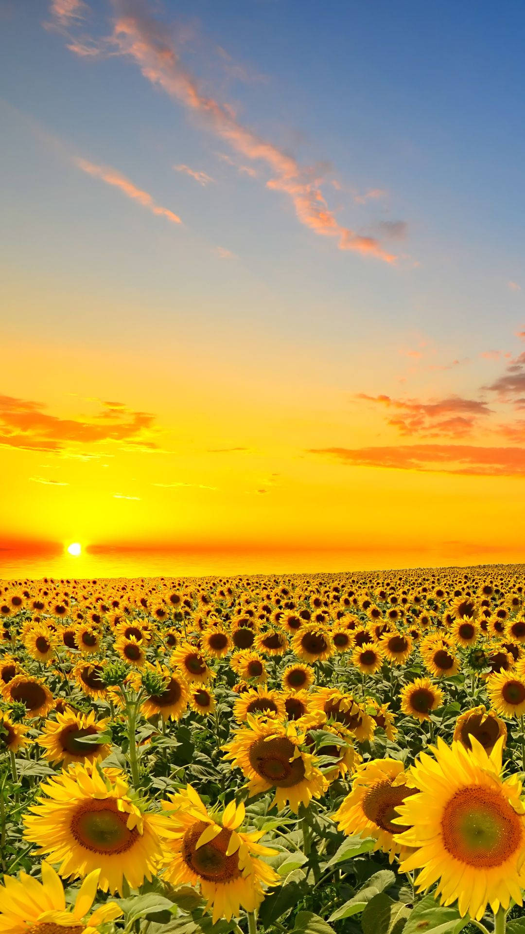 Sunflower iPhone, vast field of sunflowers, vibrant sunset sky, Full HD Phone Wallpaper