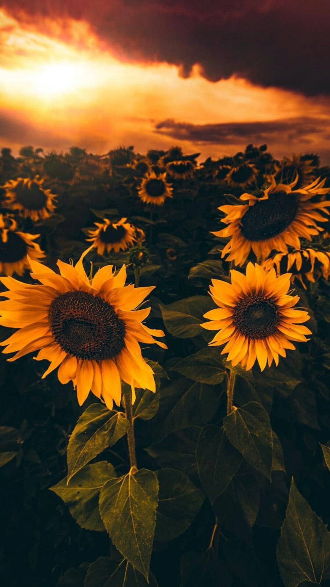 Sunflower Field iPhone X, nature, fiery sunset sky, Full HD Phone Wallpaper