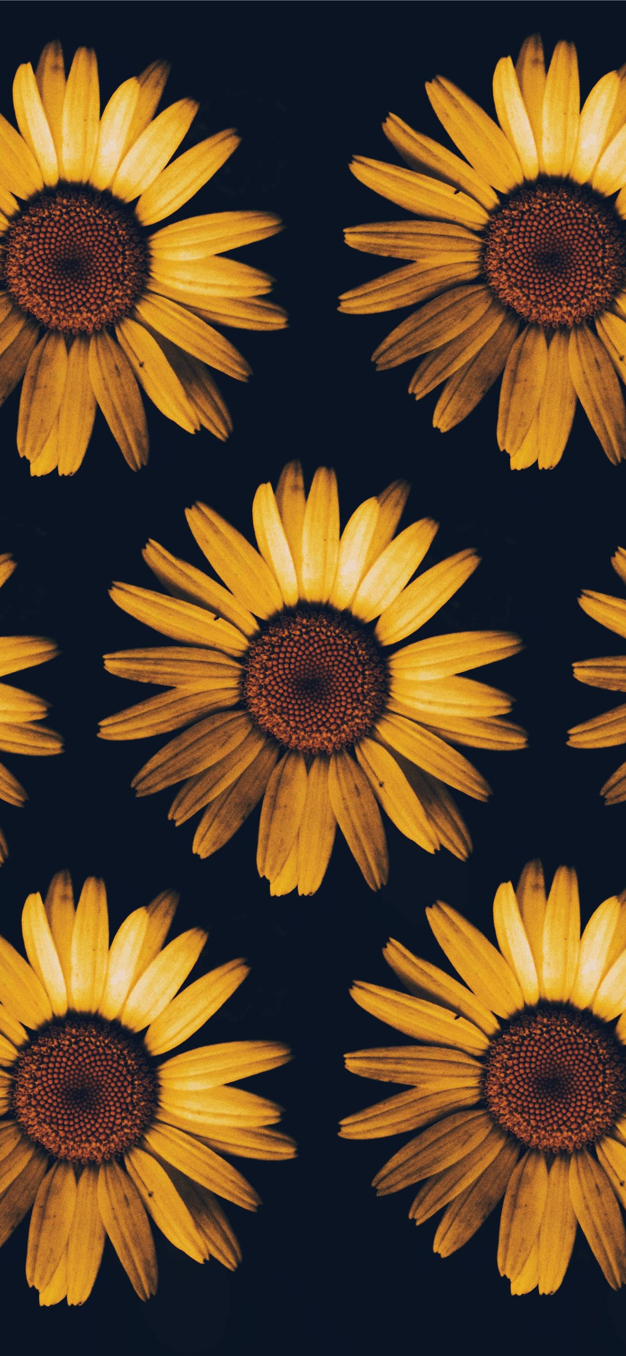 black and yellow sunflower iphone, sunflowers, brown centers, 2K Phone Wallpaper