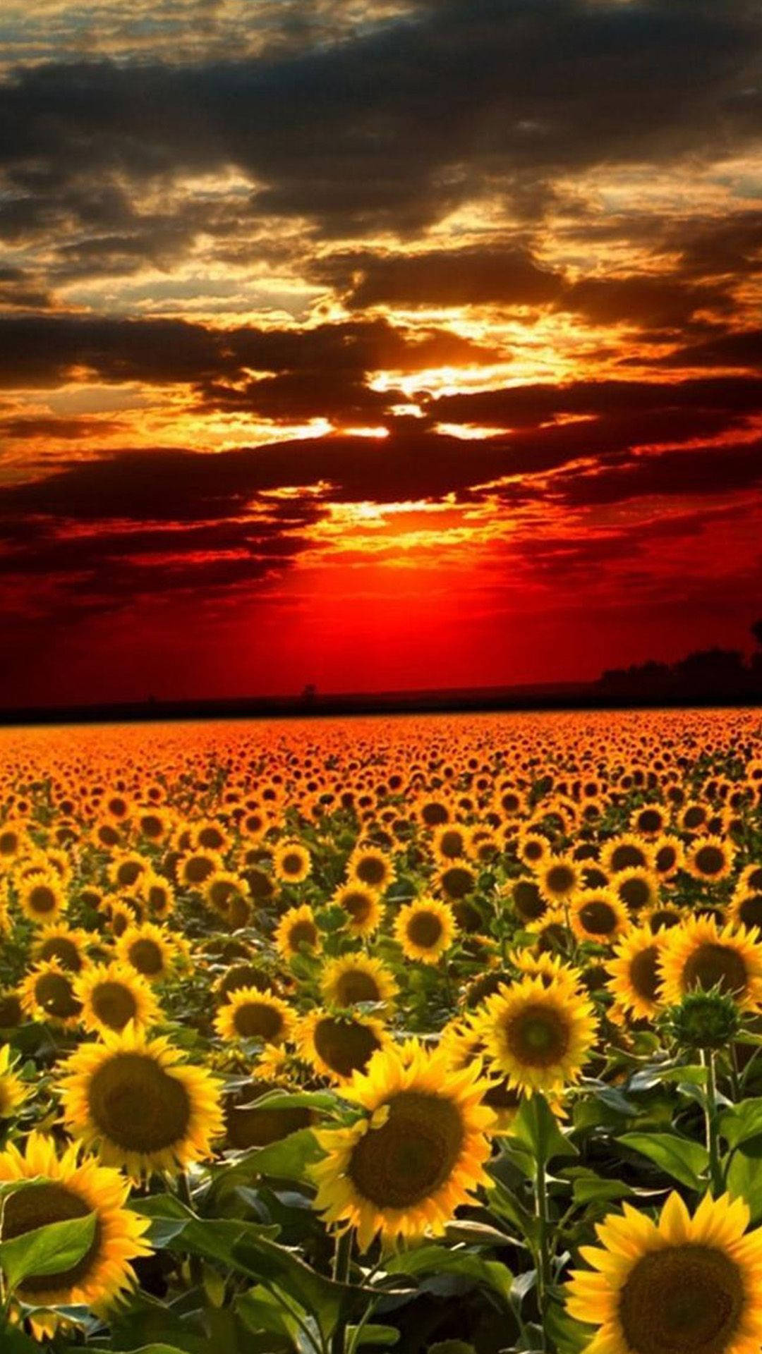 Red Sunset Sunflower iPhone, sunflowers, fiery sunset sky, Full HD Phone Wallpaper