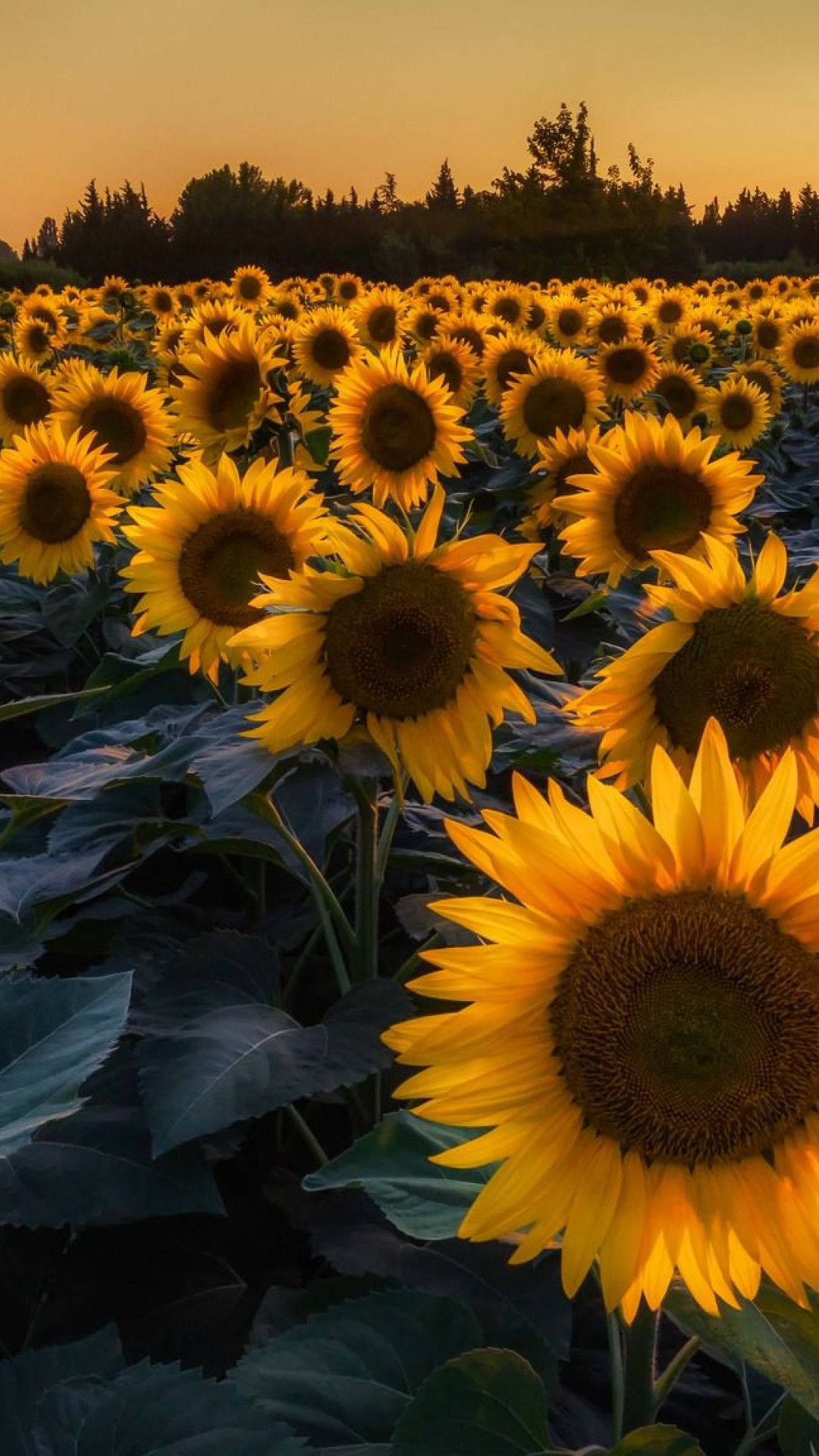 Sunflower iPhone, golden sunflower field, warm sunset light, Full HD Phone Wallpaper