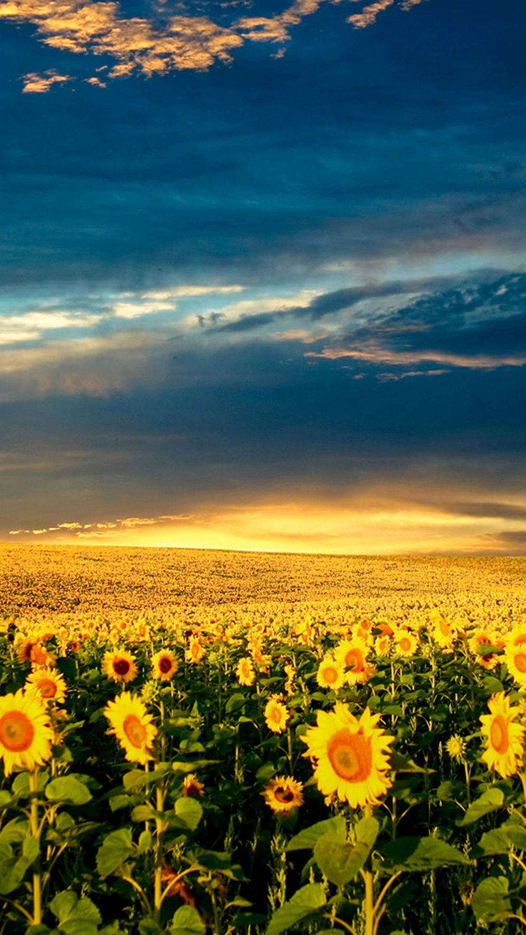 Sunflower iPhone, sunset, golden light, Full HD Phone Wallpaper