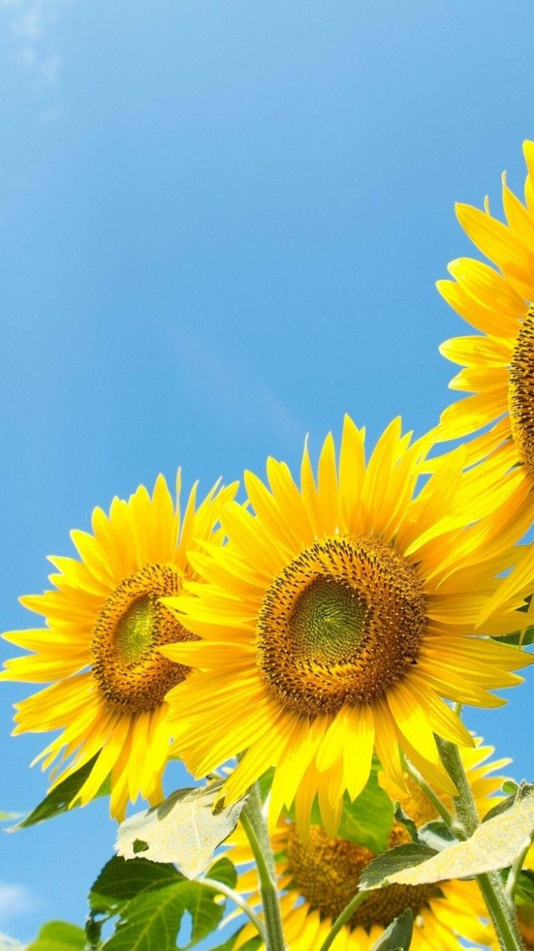 Sunflower iPhone, sunflowers, clear blue sky, Full HD Phone Wallpaper