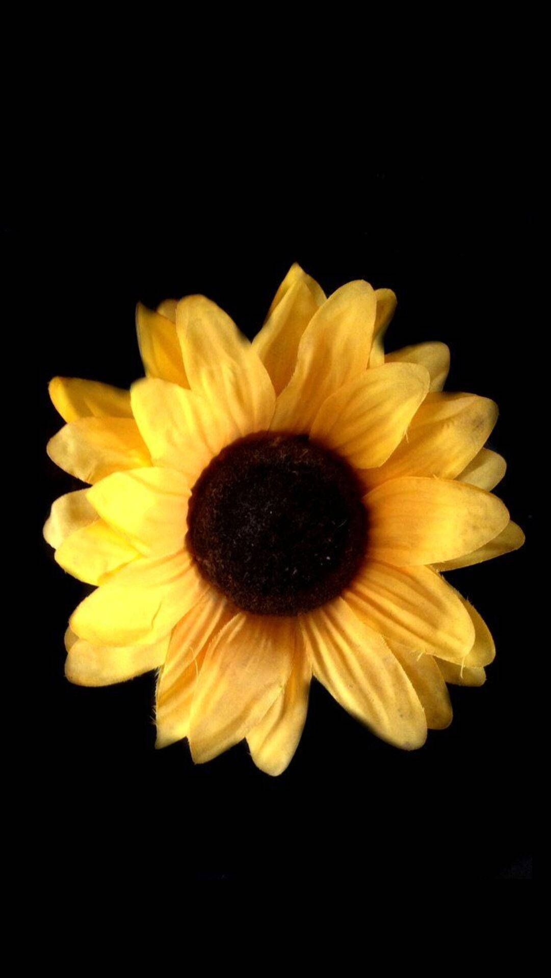 Sunflower, iPhone, vibrant yellow, Full HD Phone Wallpaper