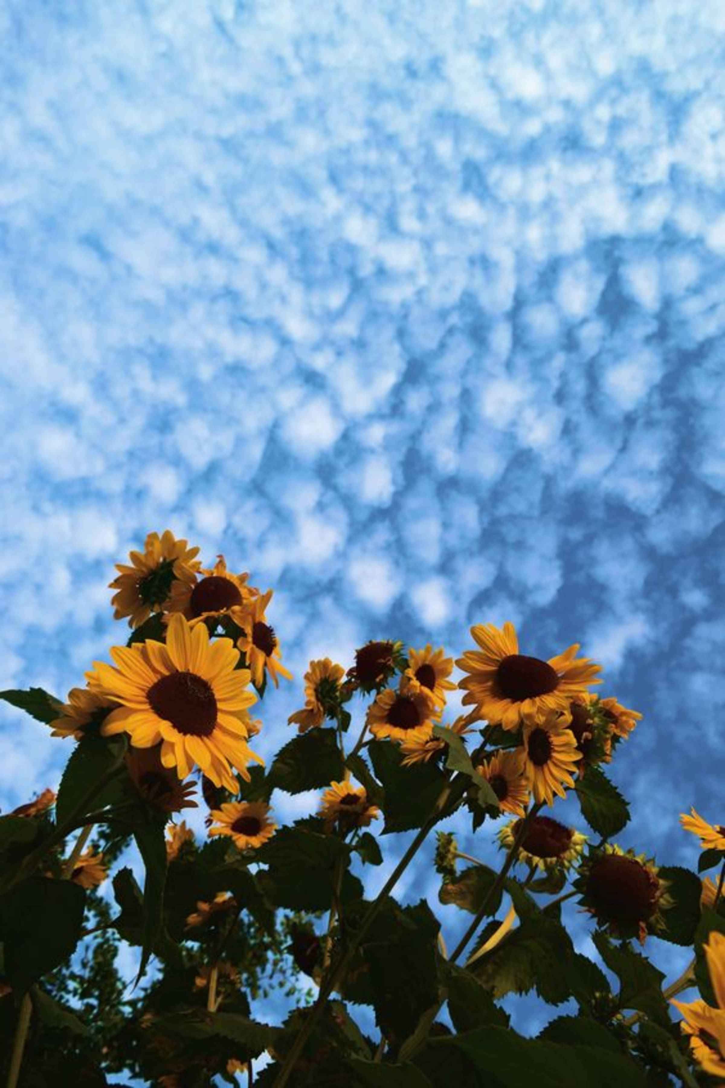 Sunflowers And Sky Aesthetic, iPhone 11, vibrant sunflowers, 2K Phone Wallpaper
