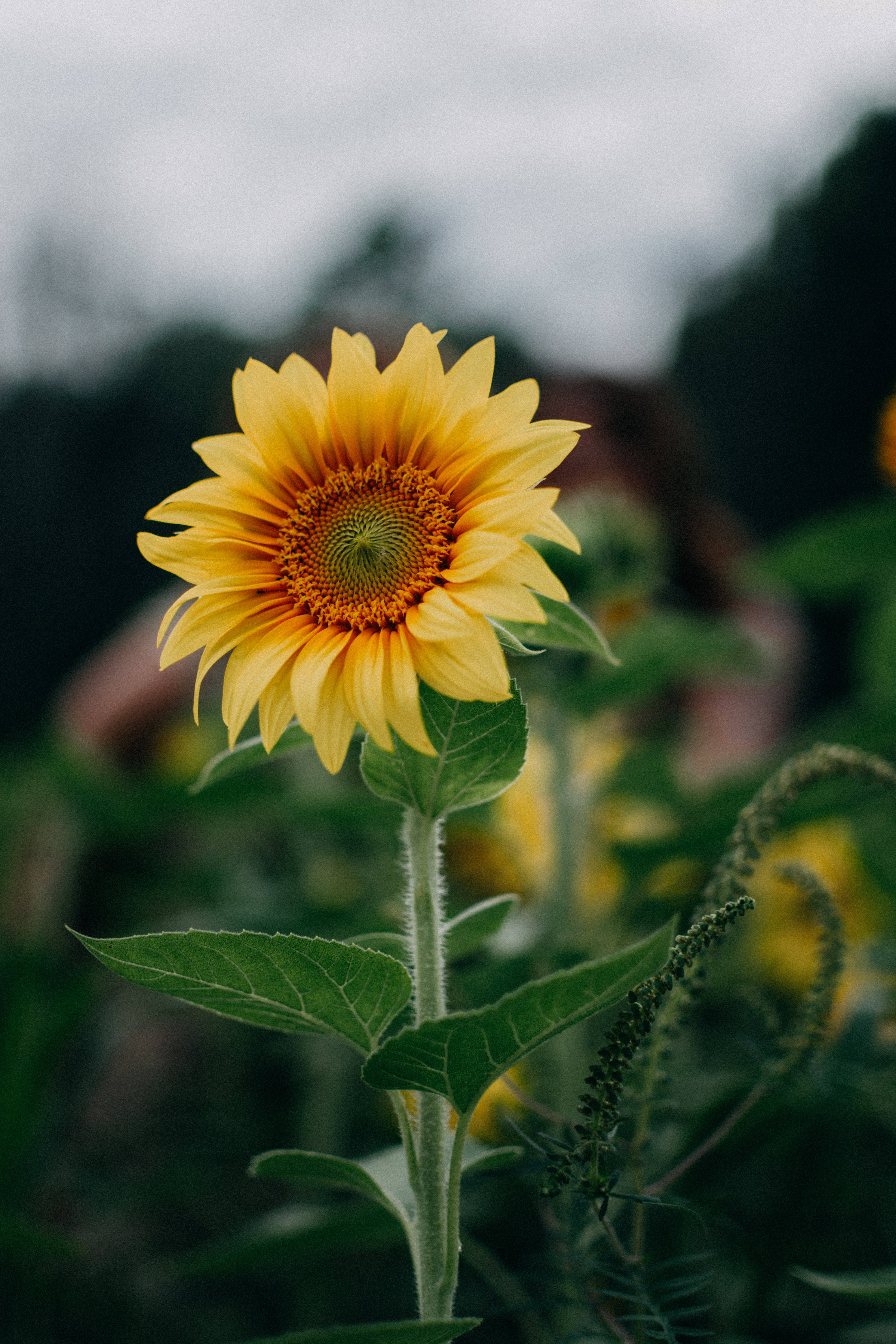 Sunflower, iPhone, vibrant yellow, 5K Phone Wallpaper