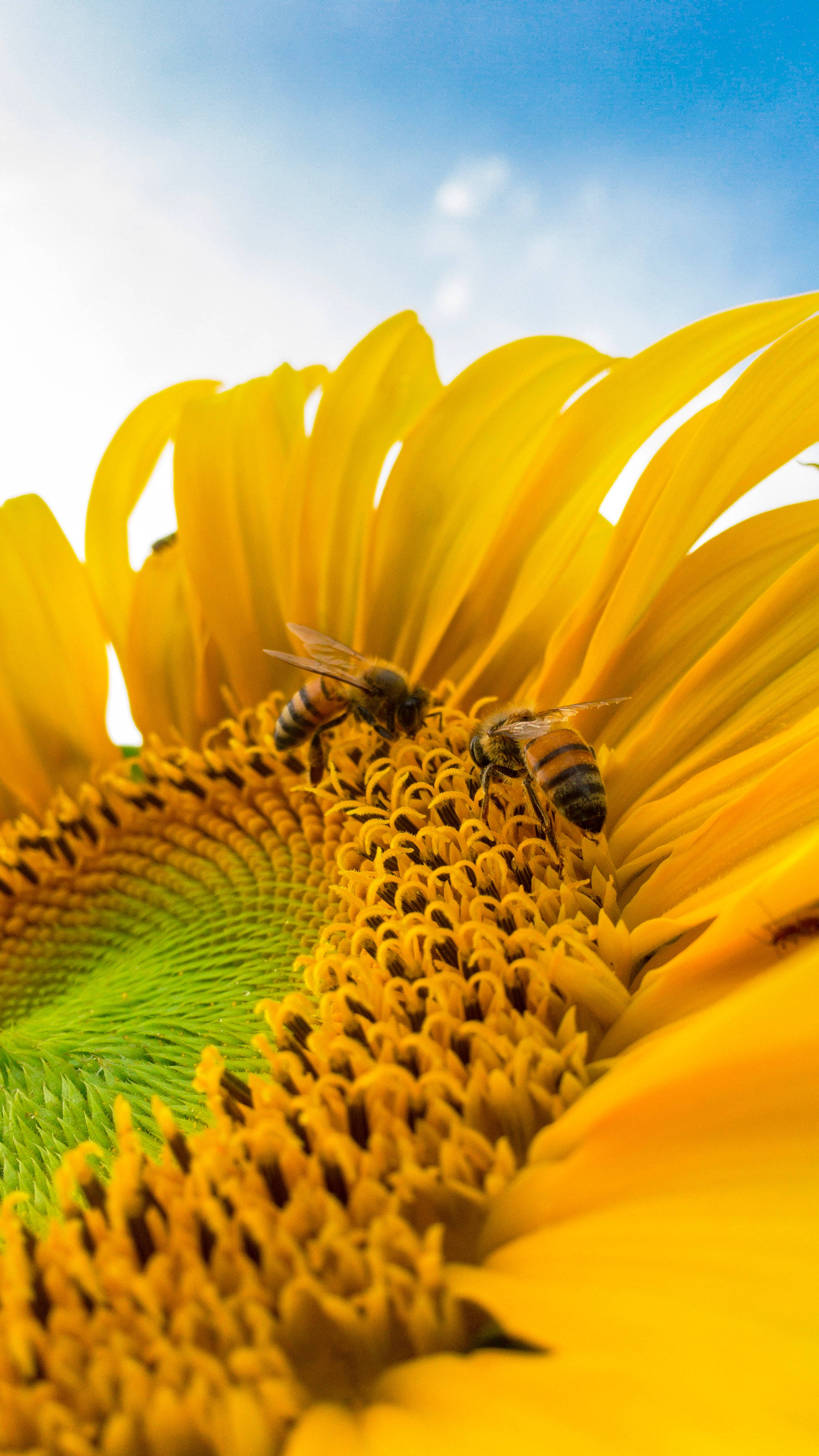 Bees, Sunflower, iPhone, 4K Phone Wallpaper