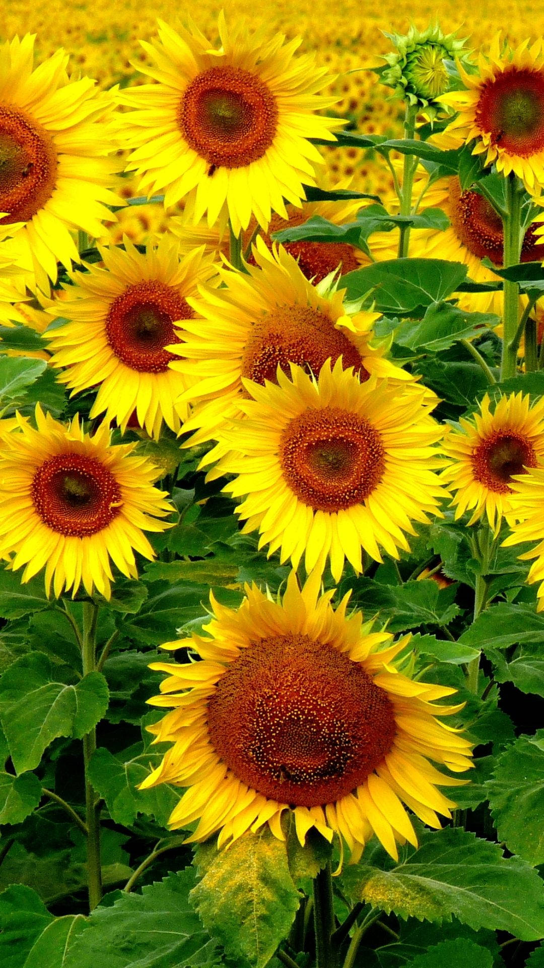 bubbly yellow sunflowers, iPhone, bright yellow petals, Full HD Phone Wallpaper