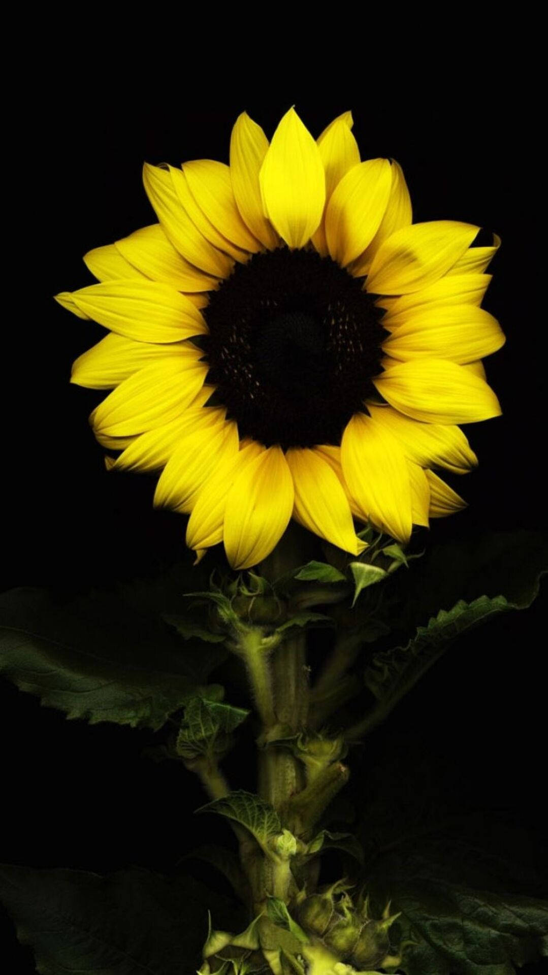 minimalist, suntastic, sunflower, Full HD Phone Wallpaper