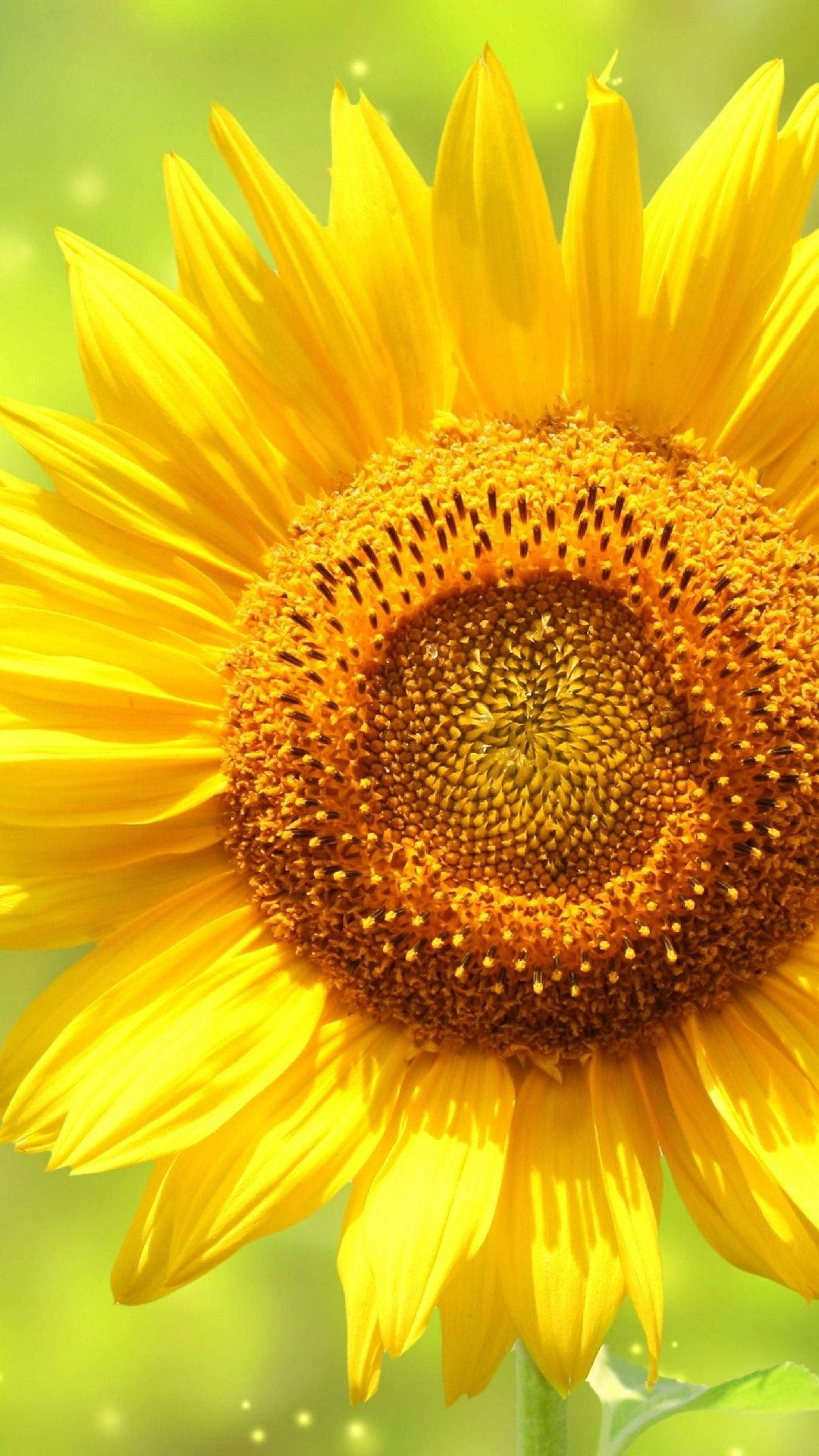 sunflower, bright yellow petals, brown center, Full HD Phone Wallpaper