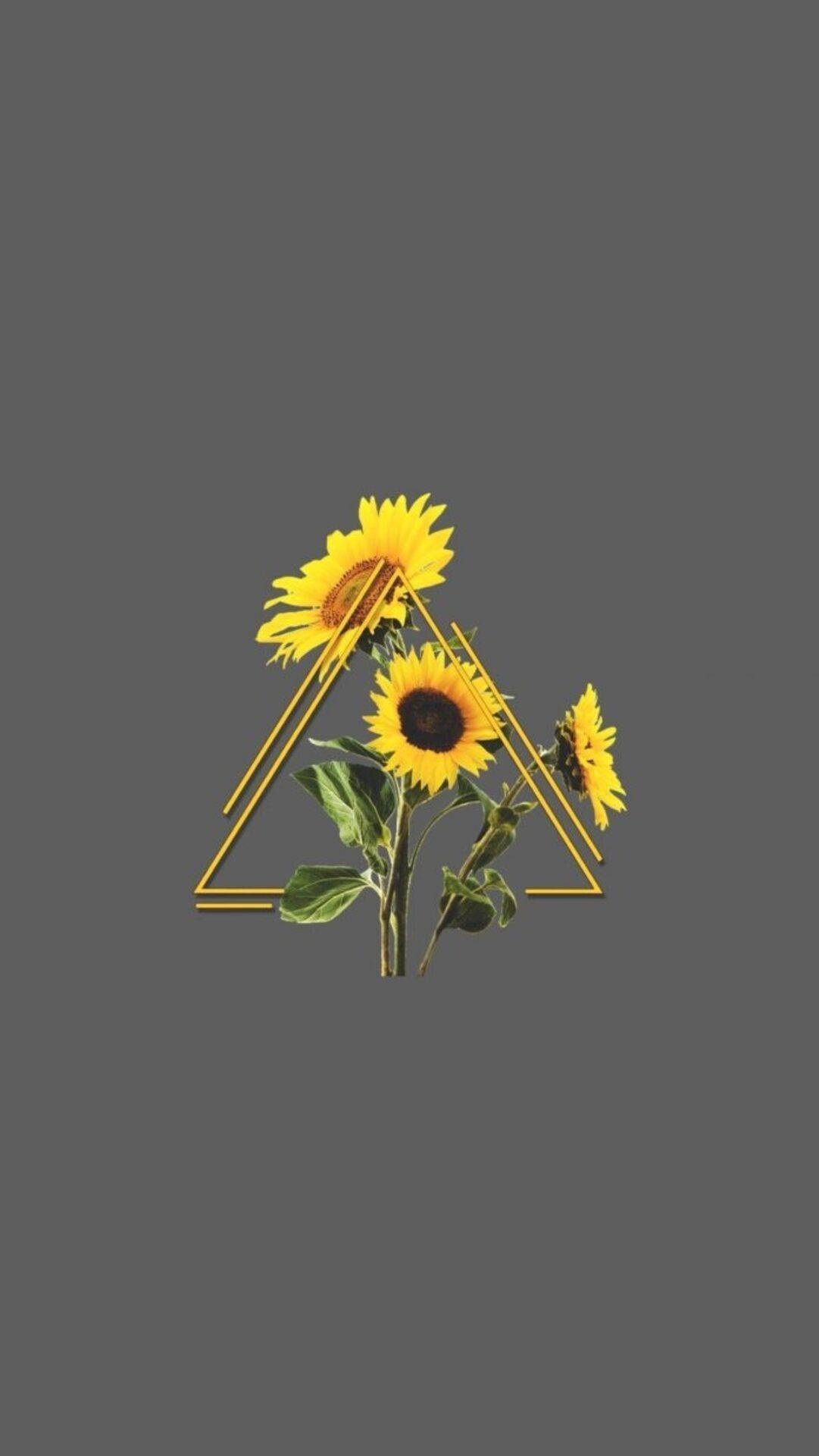 Sunflower iPhone, golden triangle, vibrant sunflowers, Full HD Phone Wallpaper