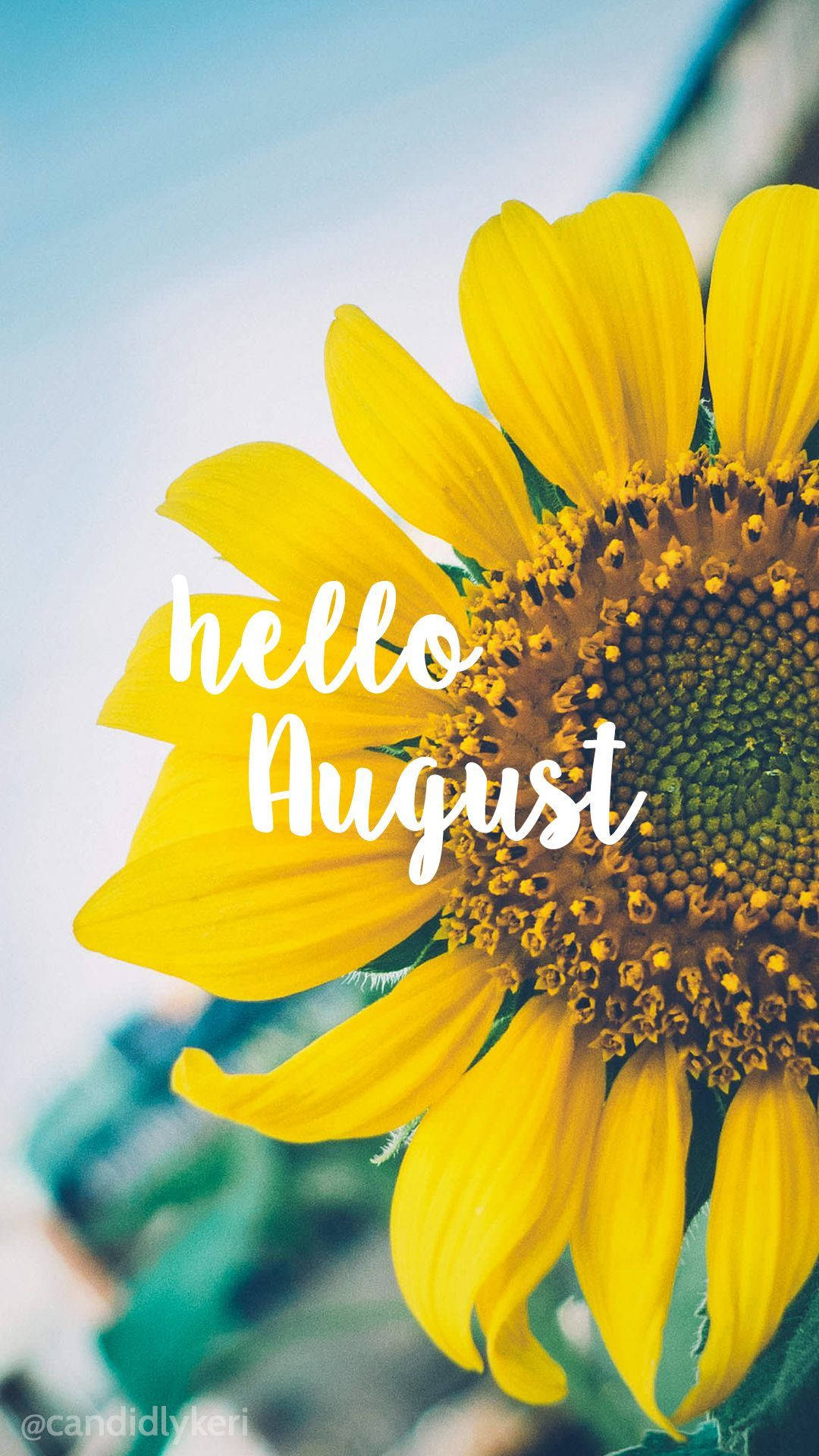 Sunflower iPhone, hello August, vibrant yellow, Full HD Phone Wallpaper