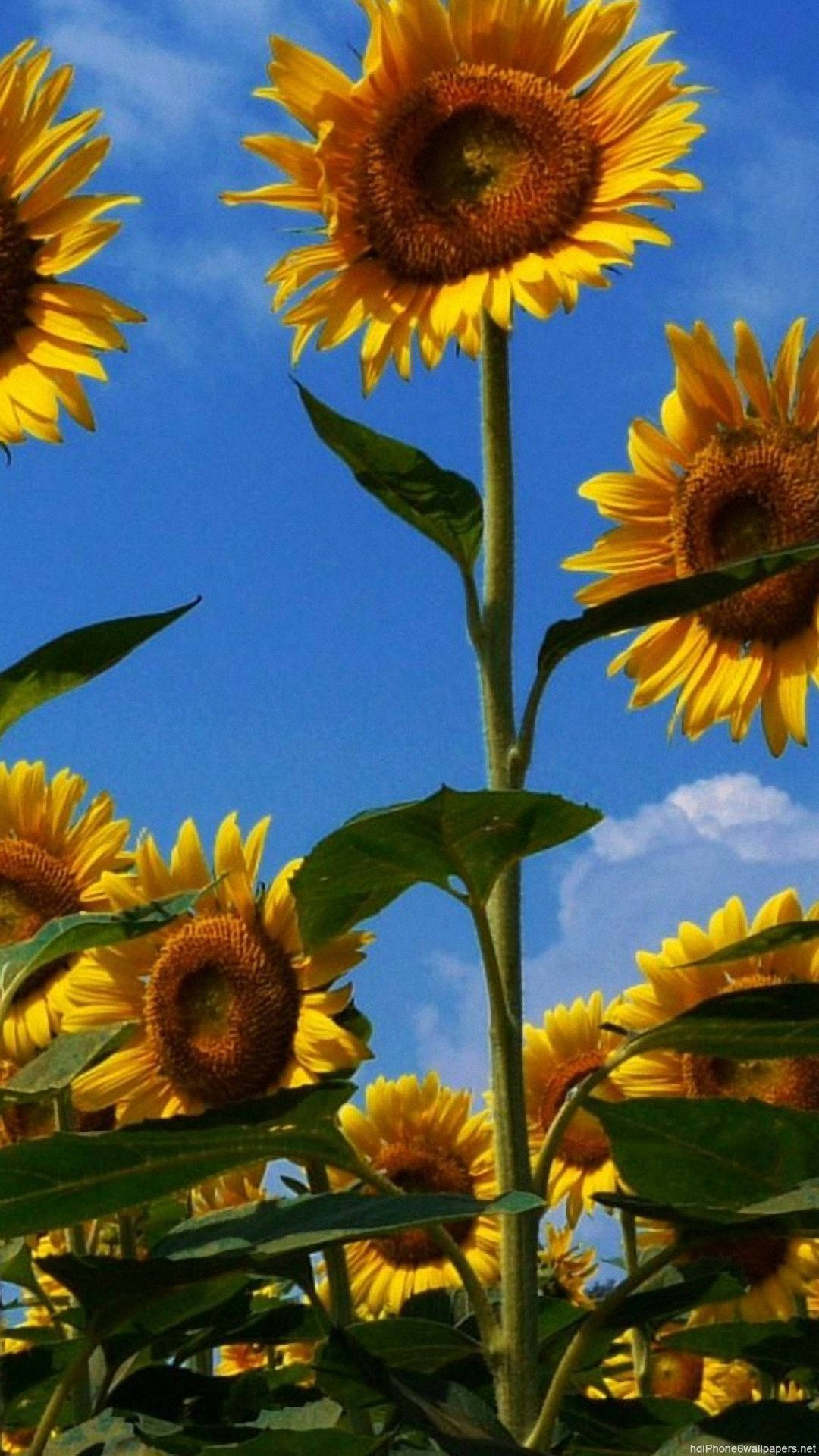 Sunflower iPhone, vibrant sunflowers, clear blue sky, Full HD Phone Wallpaper