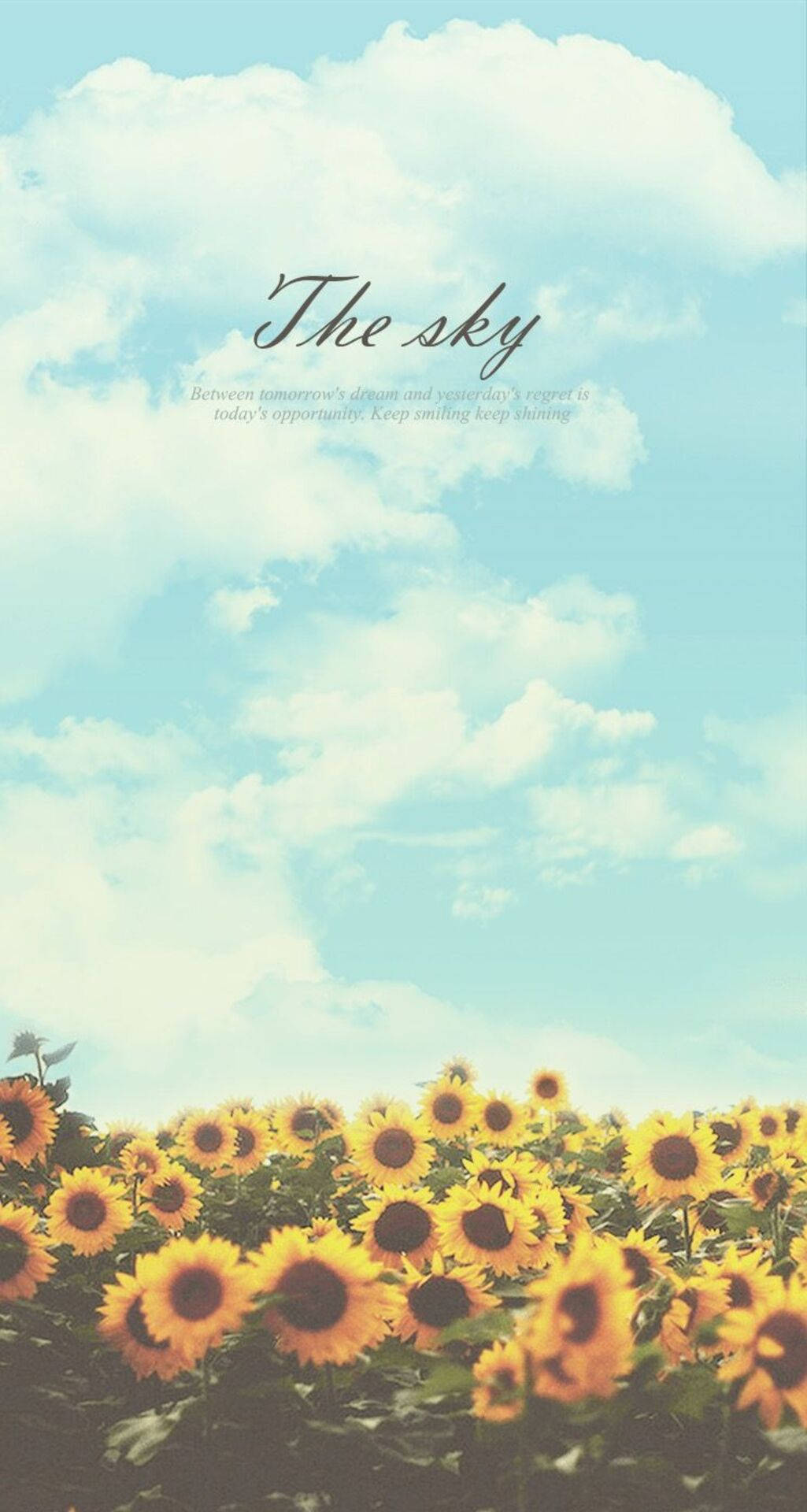 sunflower field, soft blue sky, fluffy white clouds, Full HD Phone Wallpaper